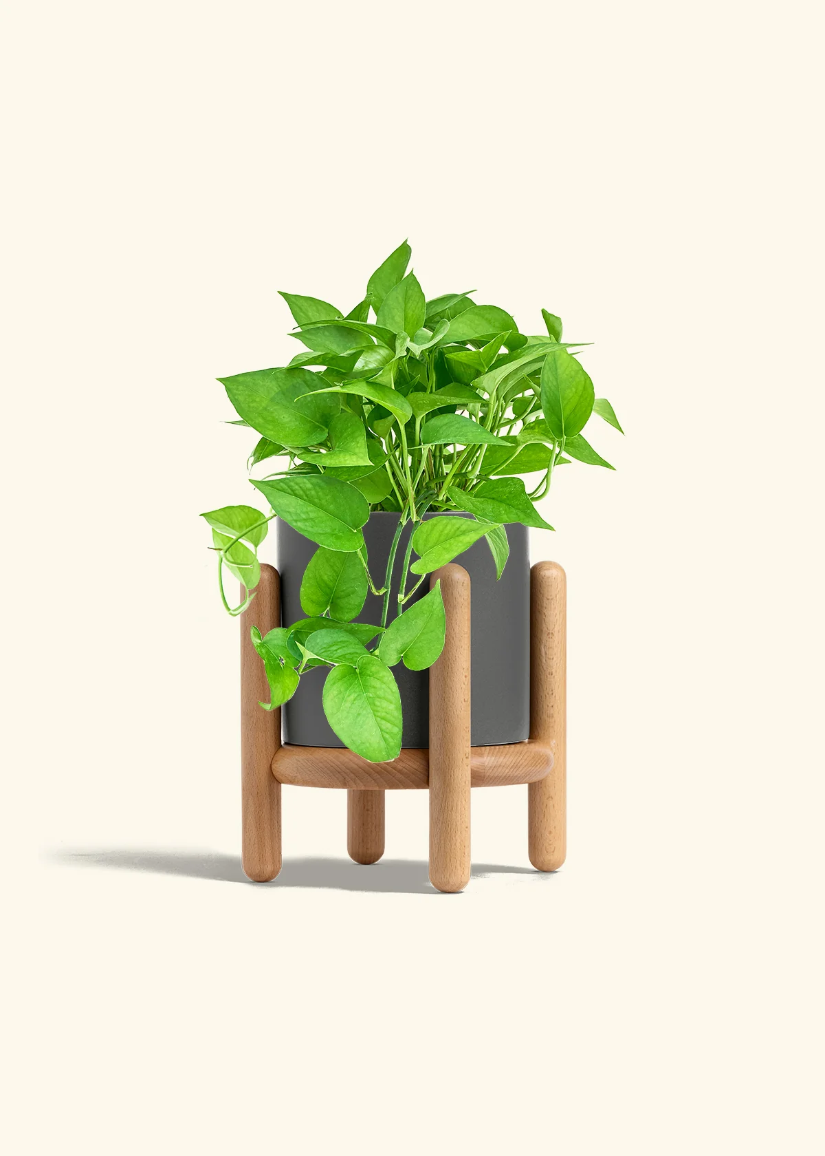 Pothos Jade - Image 33
