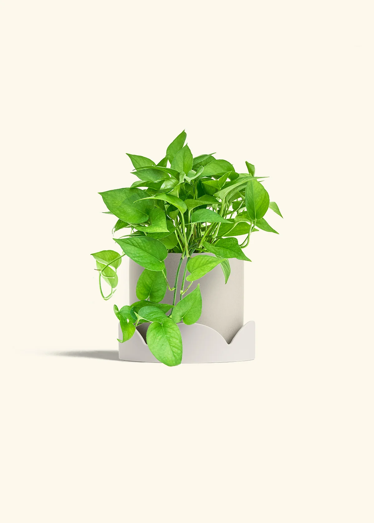 Pothos Jade - Image 34
