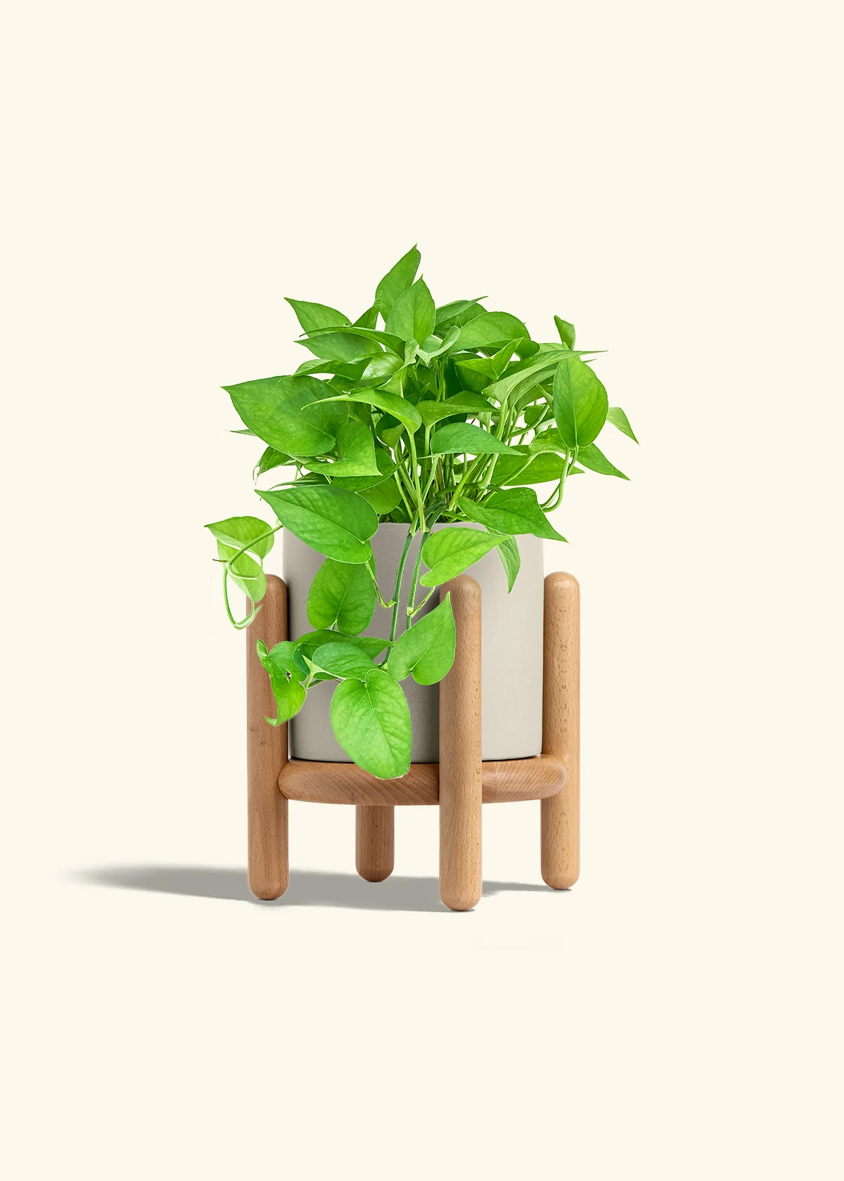 Pothos Jade - Image 36