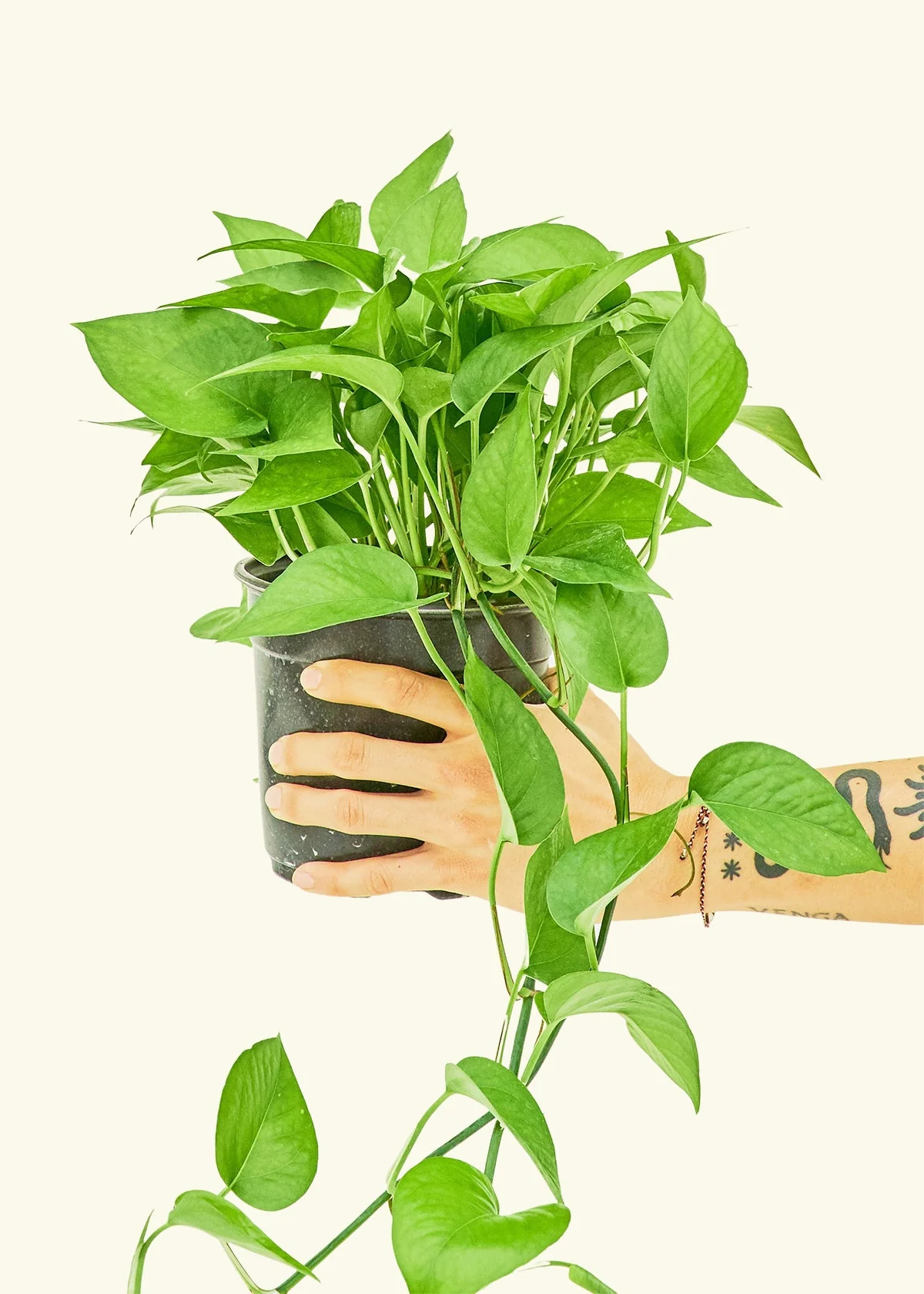 Pothos Jade - Image 37