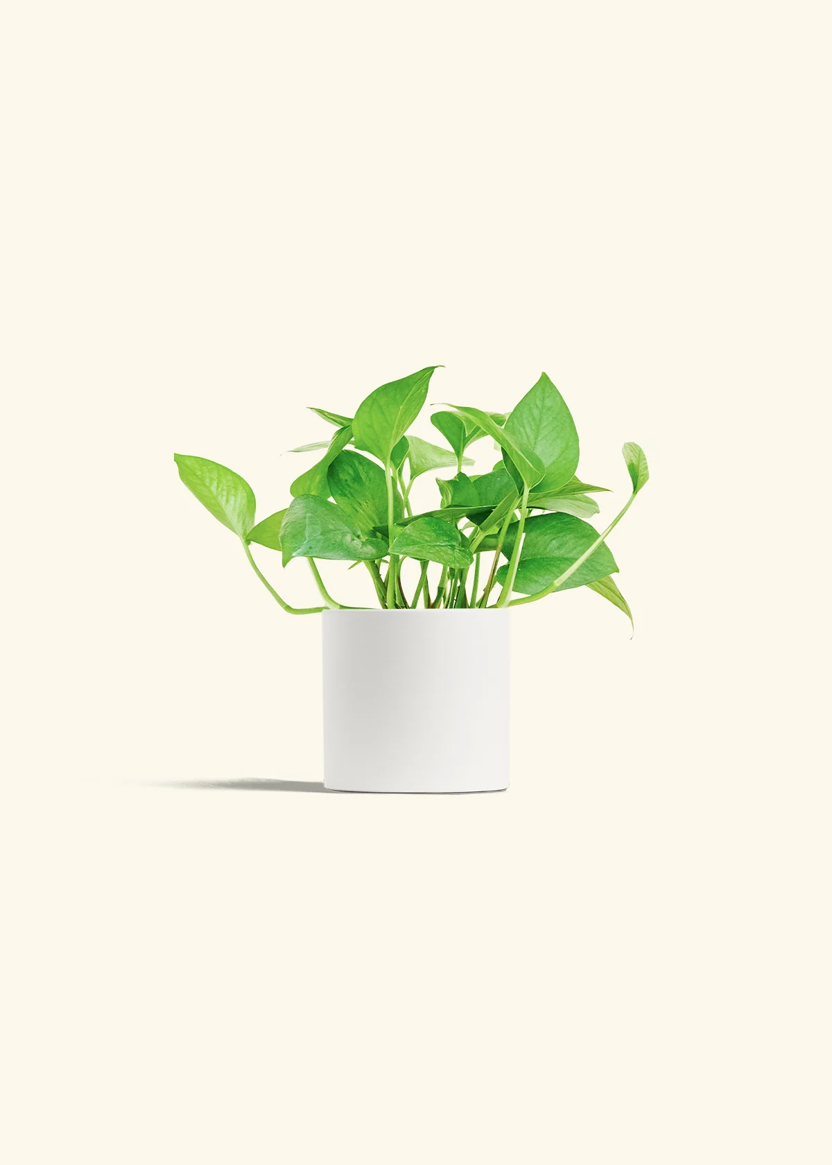 Pothos Jade - Image 4