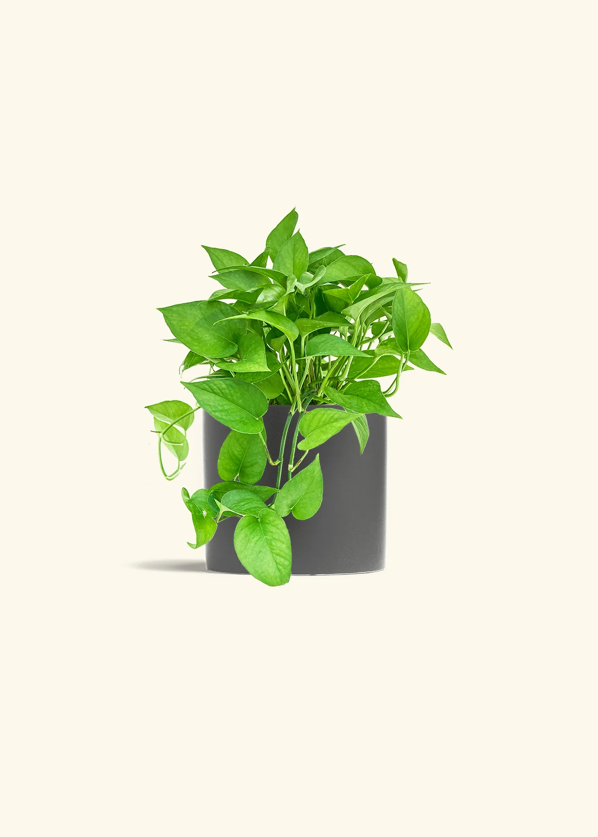 Pothos Jade - Image 40