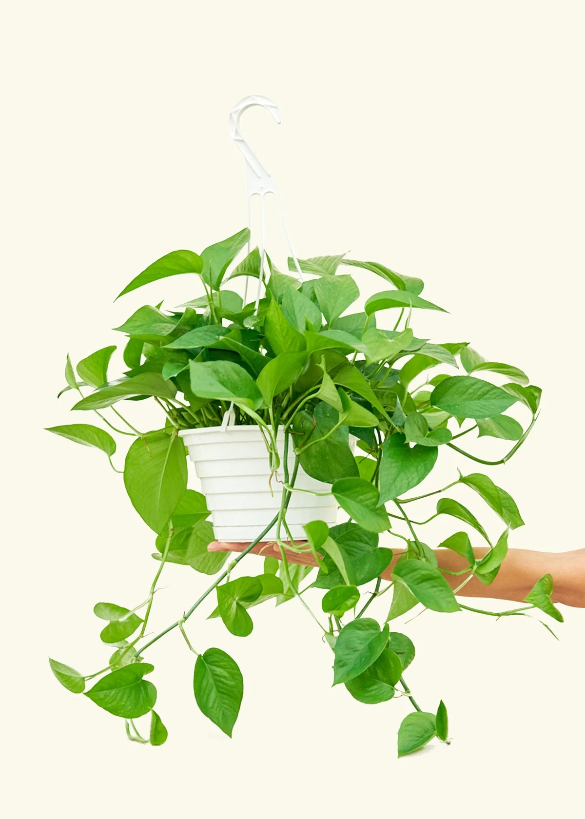 Pothos Jade - Image 42