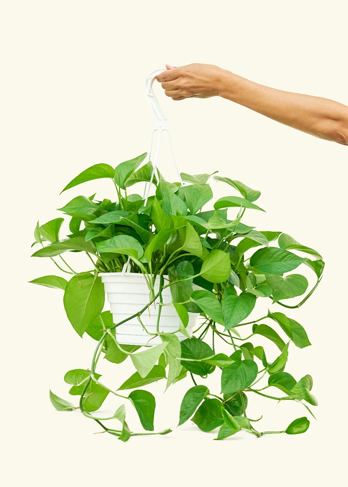 Pothos Jade - Image 43
