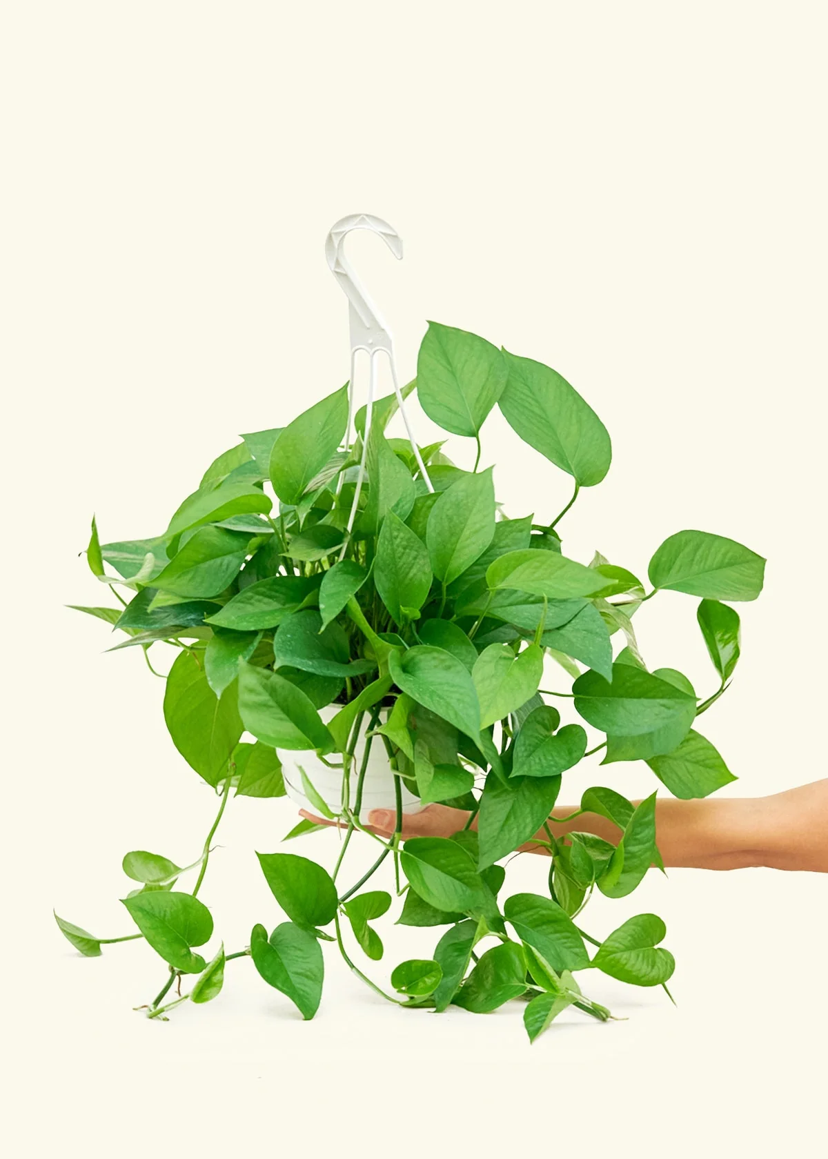 Pothos Jade - Image 44