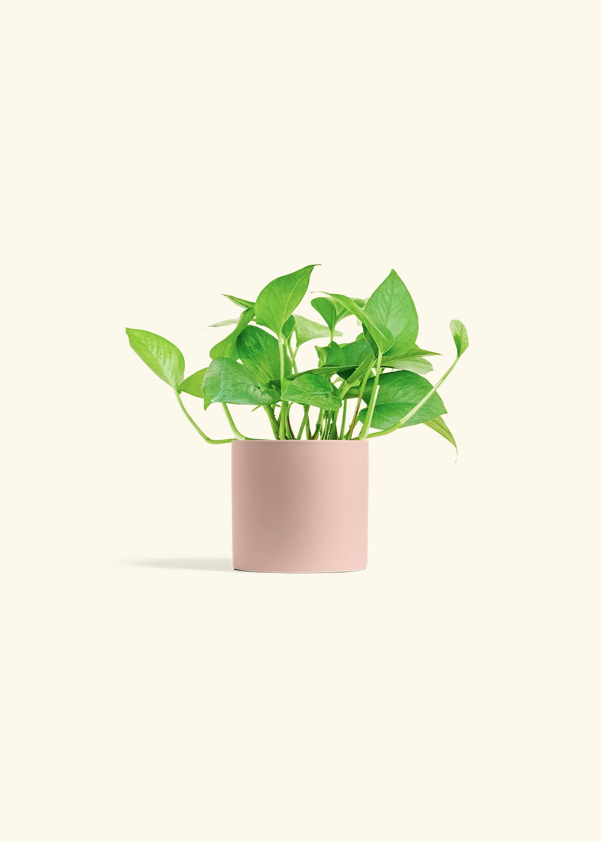 Pothos Jade - Image 5