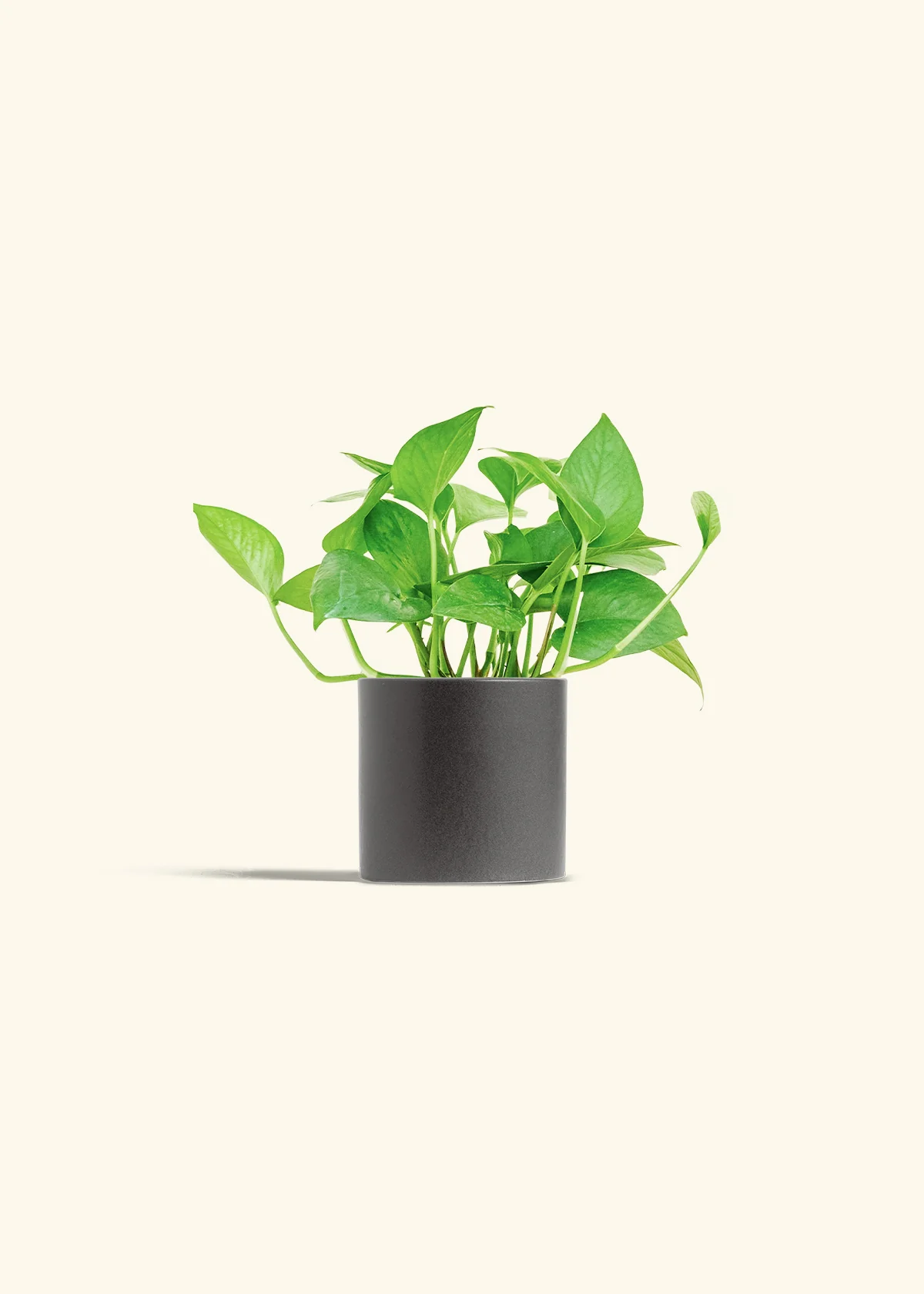 Pothos Jade - Image 6