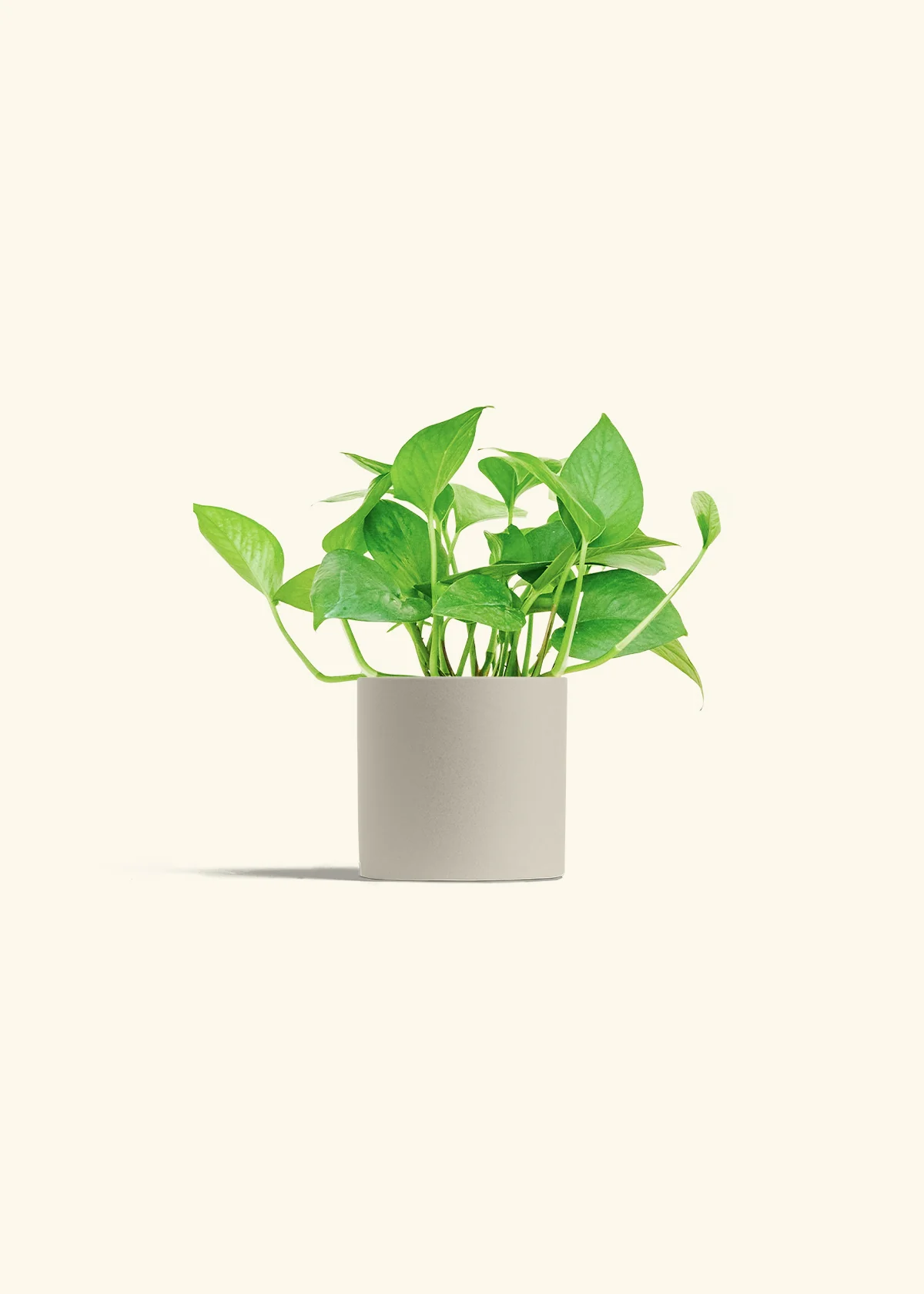 Pothos Jade - Image 7