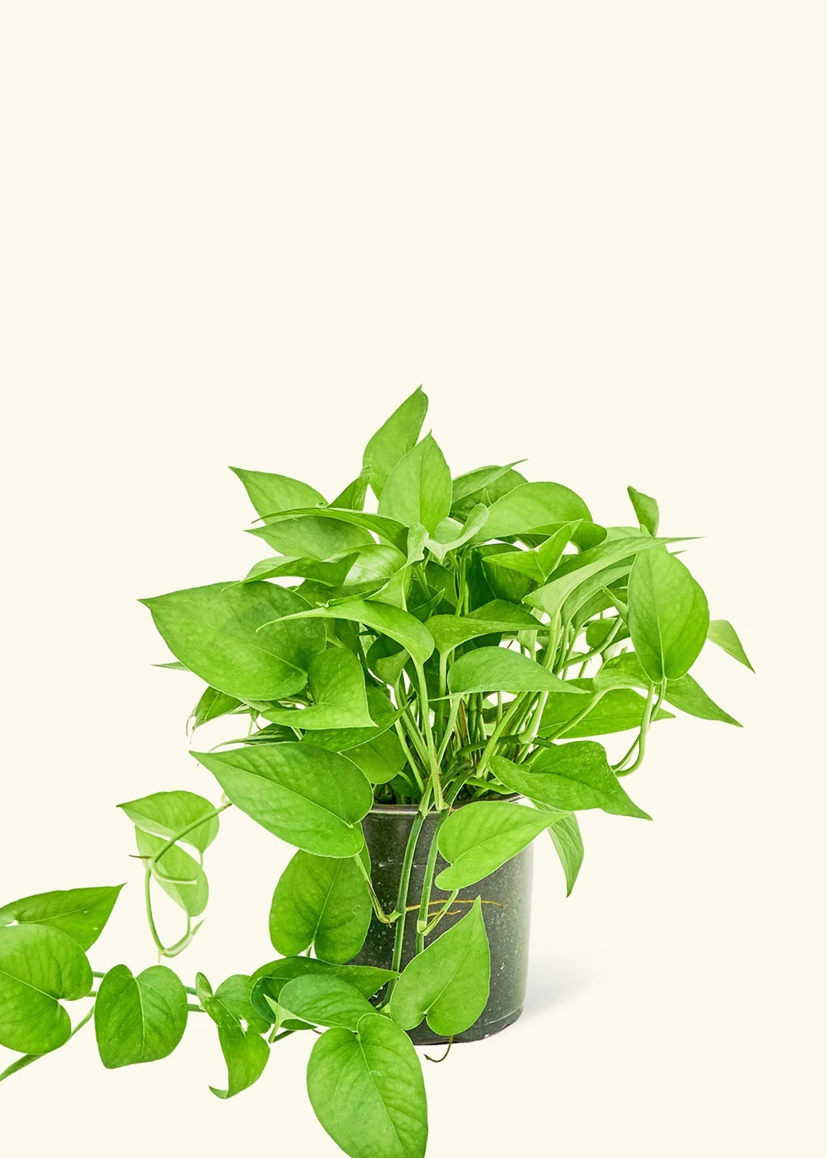 Pothos Jade - Image 8