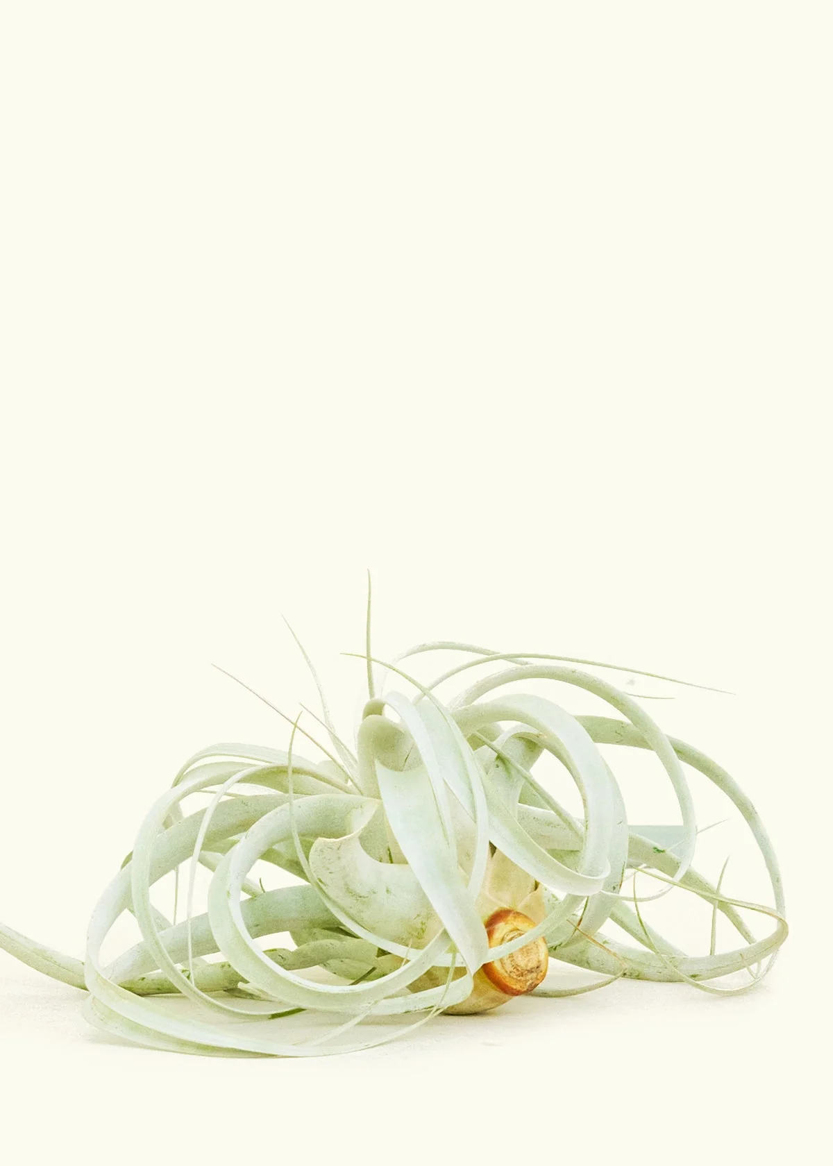 King of Air Plants, Extra Large - Image 2