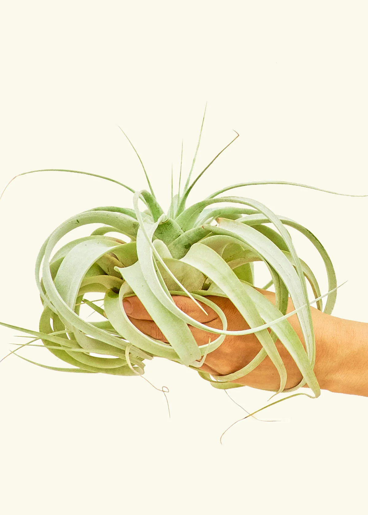 King of Air Plants, Medium - Image 2