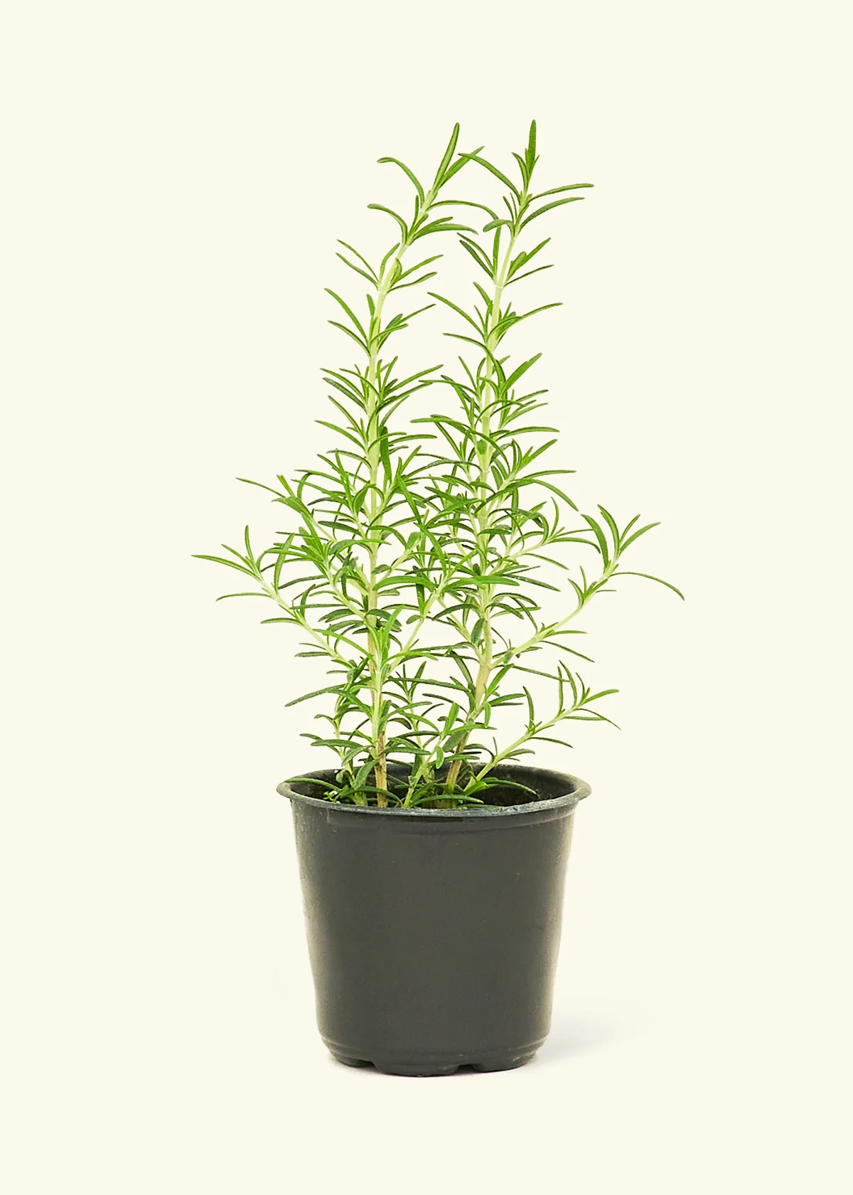 Kitchen Essentials Herb Kit - Image 2