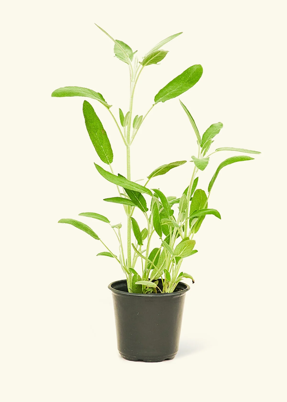 Kitchen Essentials Herb Kit - Image 3