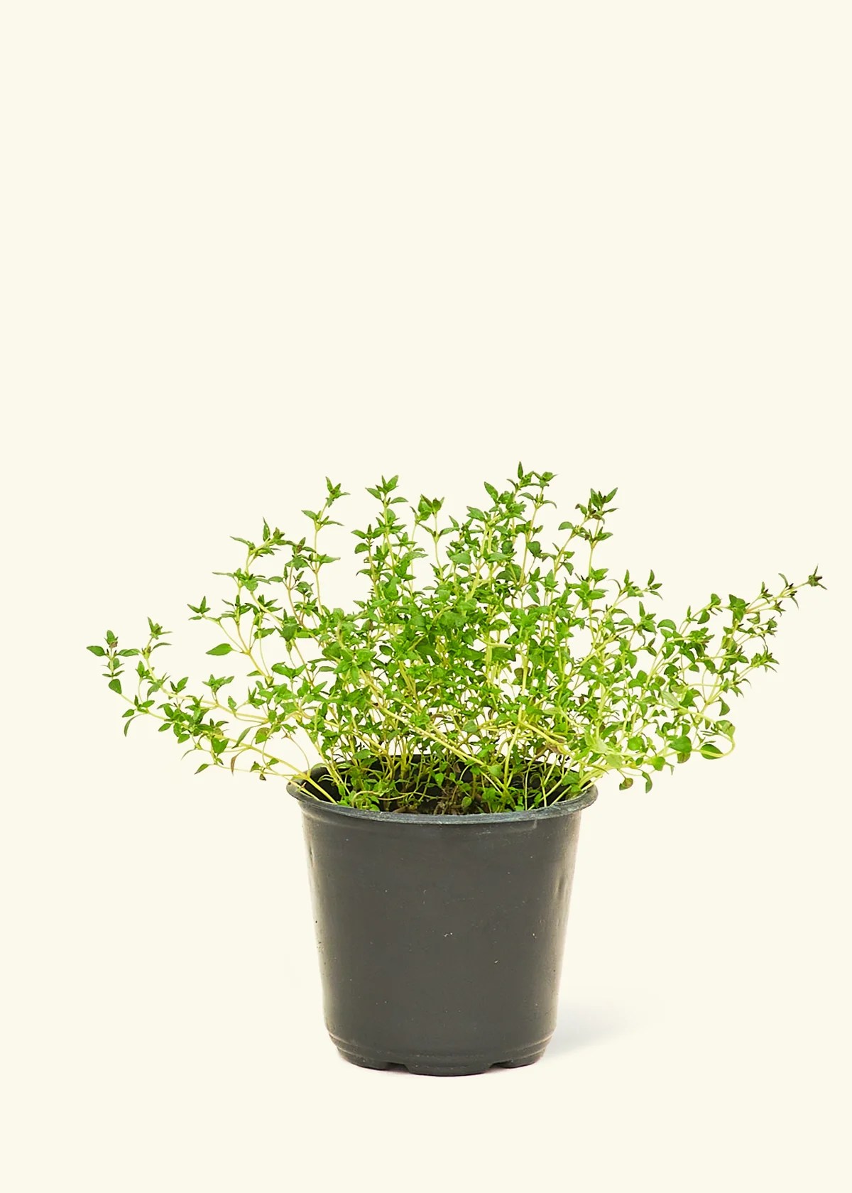 Kitchen Essentials Herb Kit - Image 4
