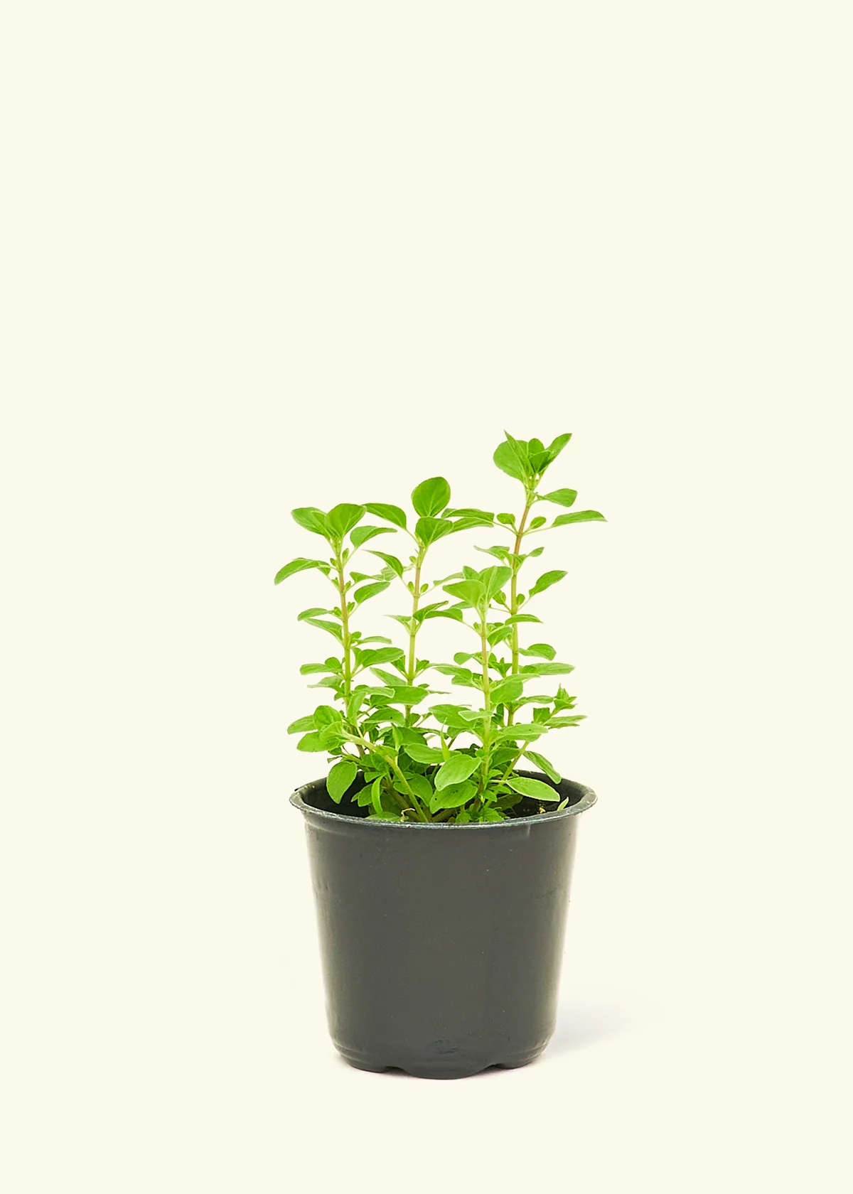 Kitchen Essentials Herb Kit - Image 5