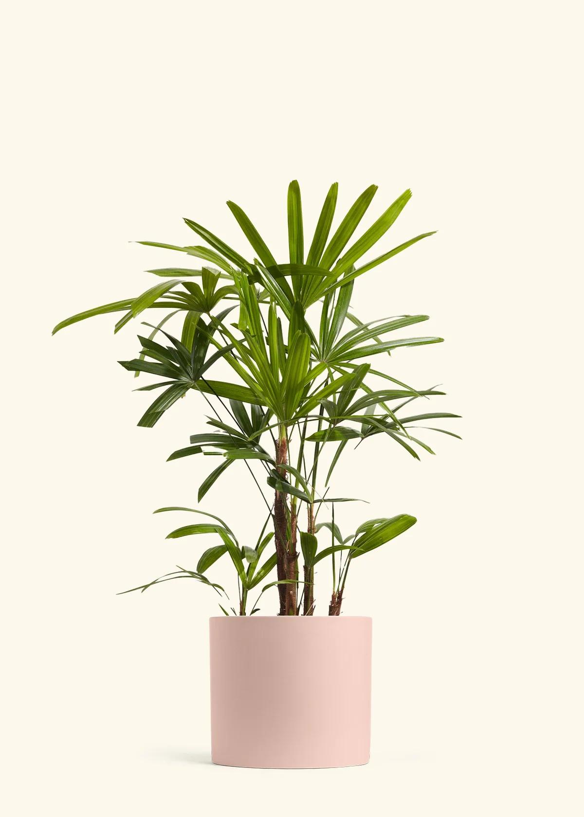 Lady Palm - Image 3