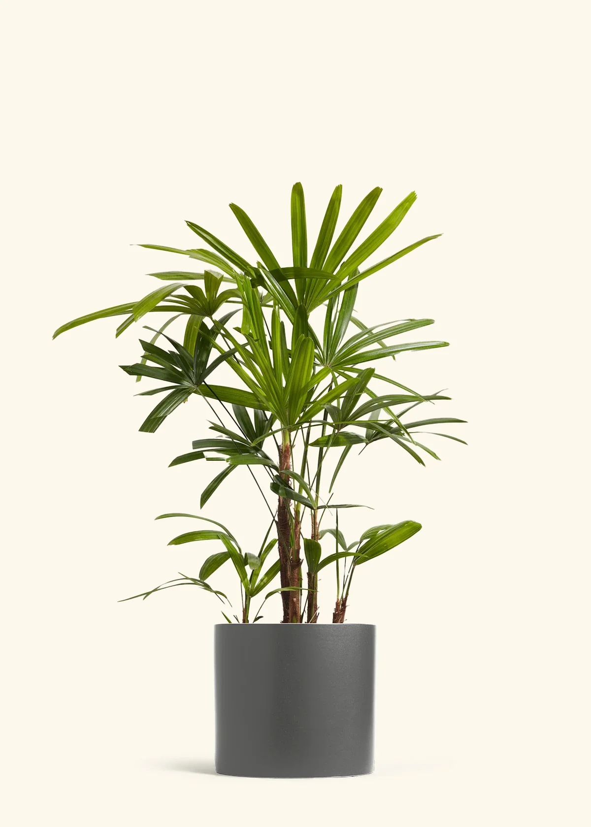 Lady Palm - Image 4