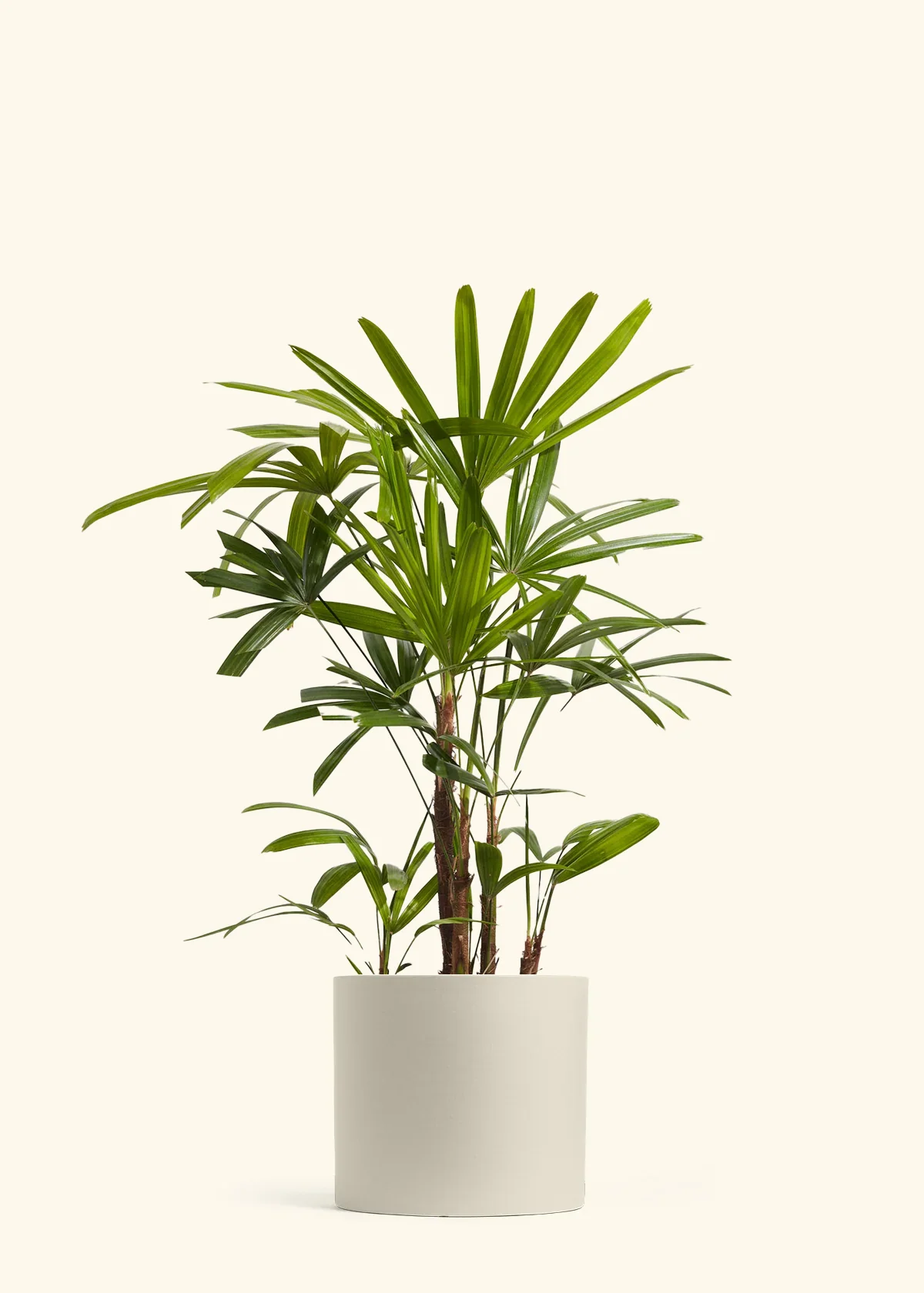 Lady Palm - Image 5