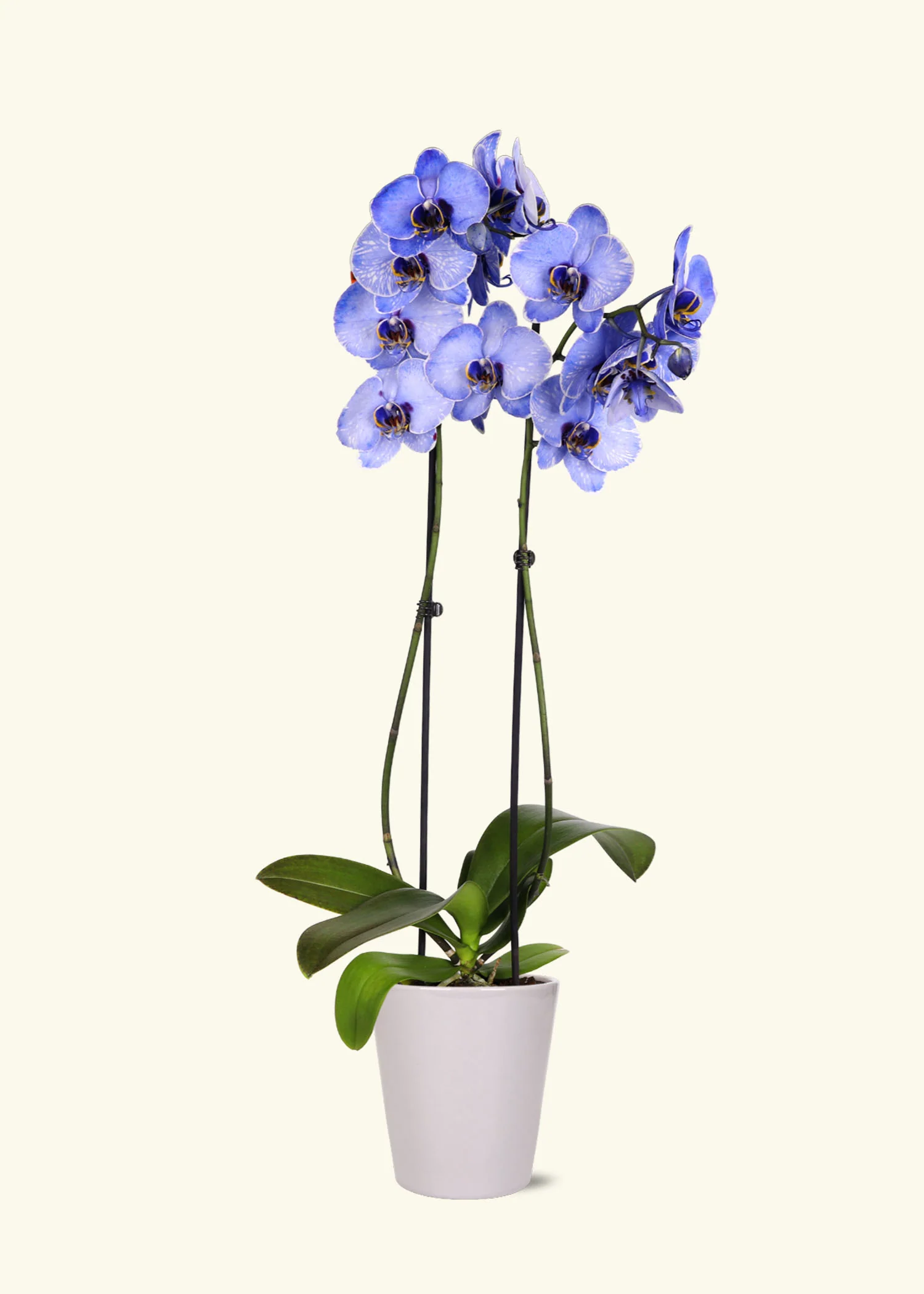 Lavender Watercolor Orchid - Image 3