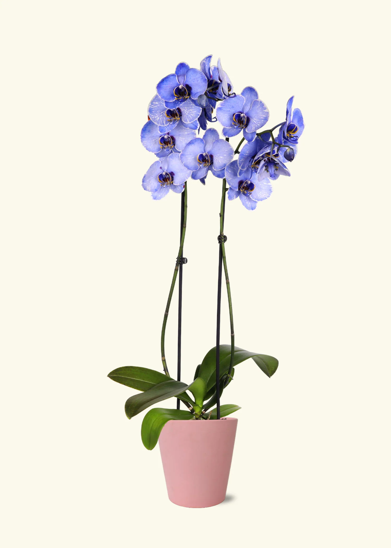 Lavender Watercolor Orchid - Image 4