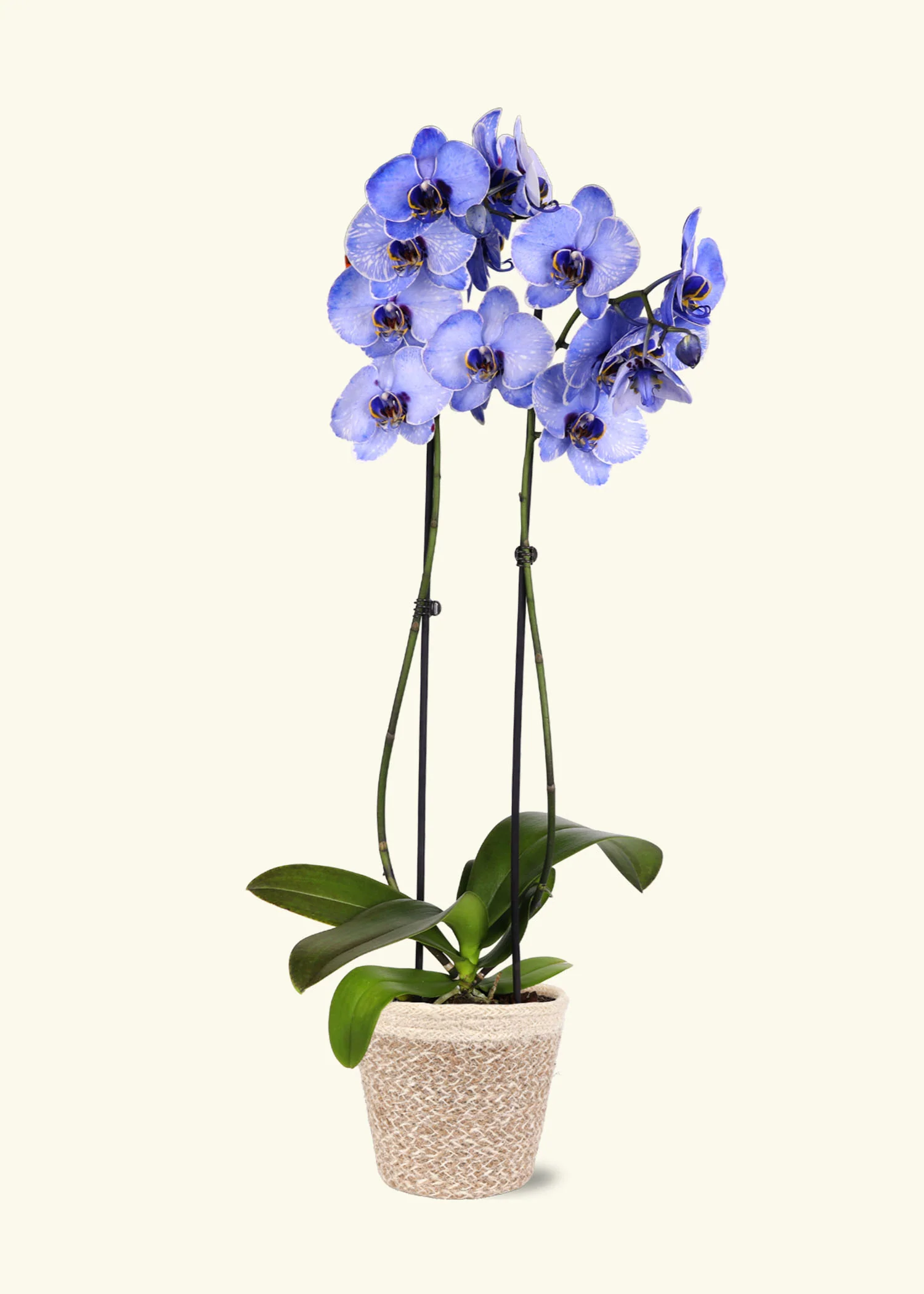 Lavender Watercolor Orchid - Image 5