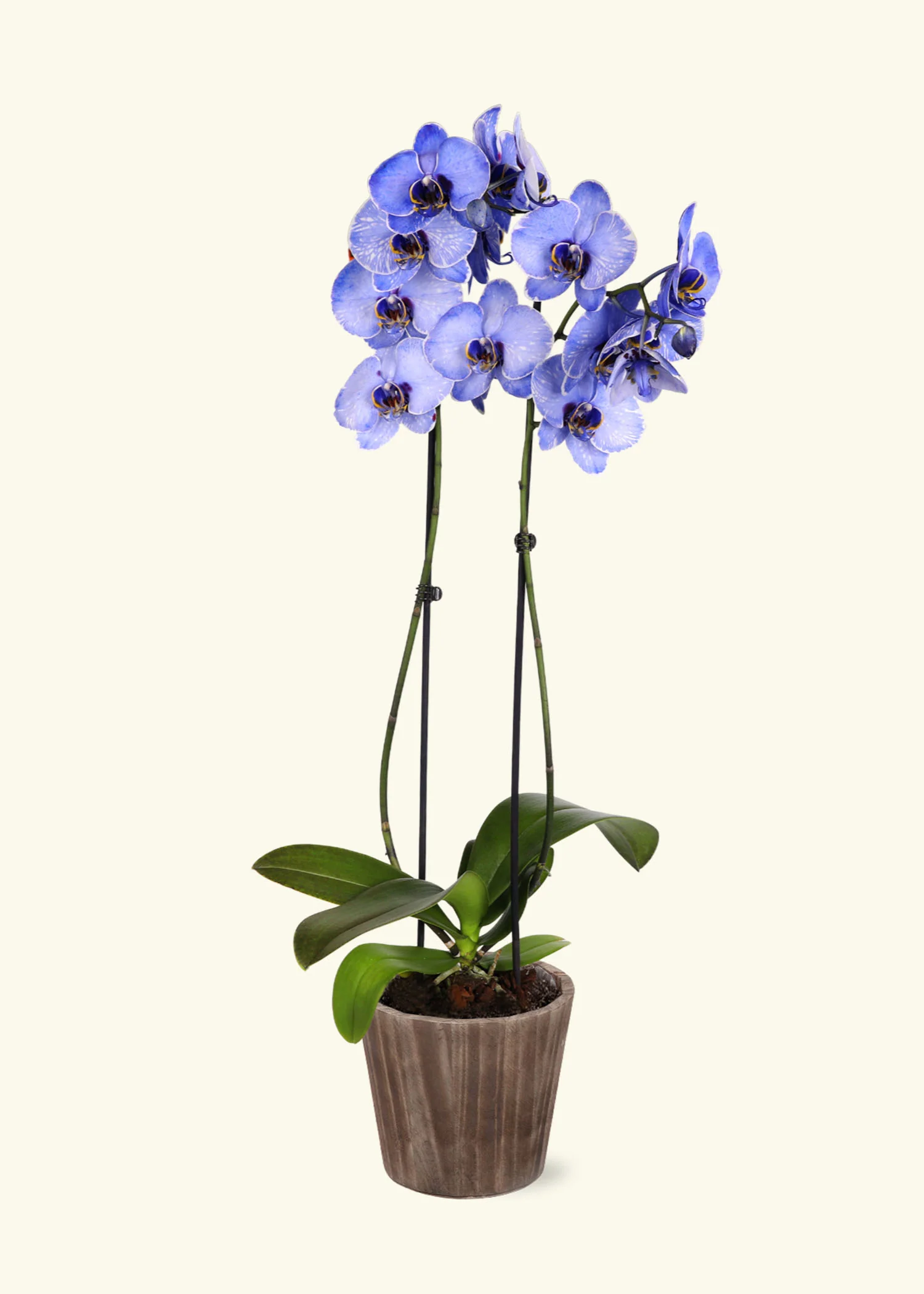 Lavender Watercolor Orchid - Image 6