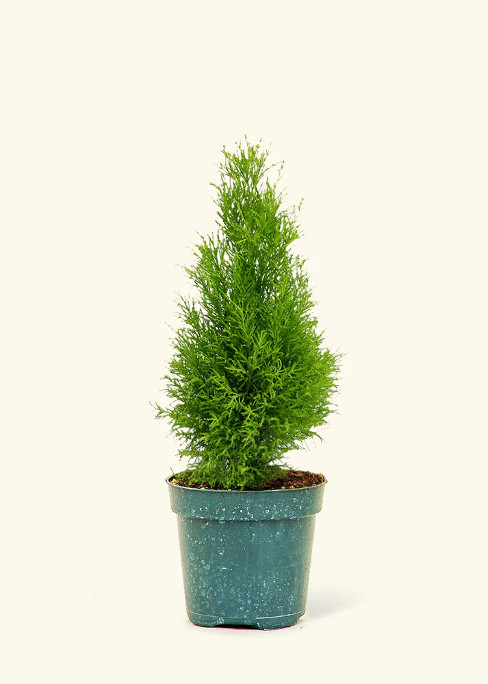Lemon Cypress - Image 2