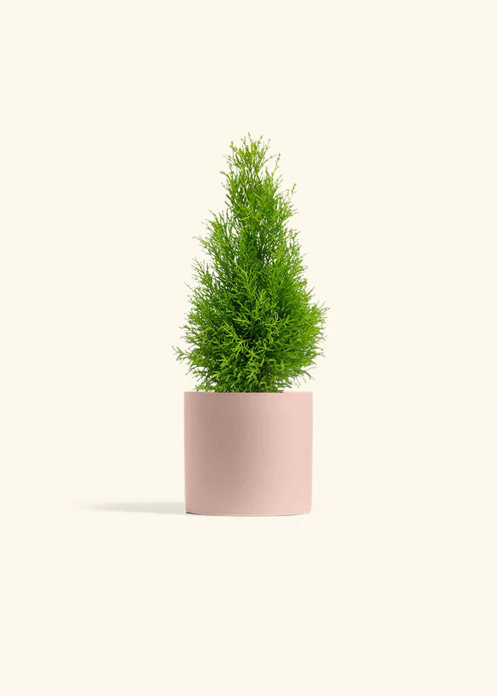Lemon Cypress - Image 3