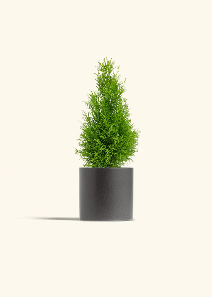 Lemon Cypress - Image 4