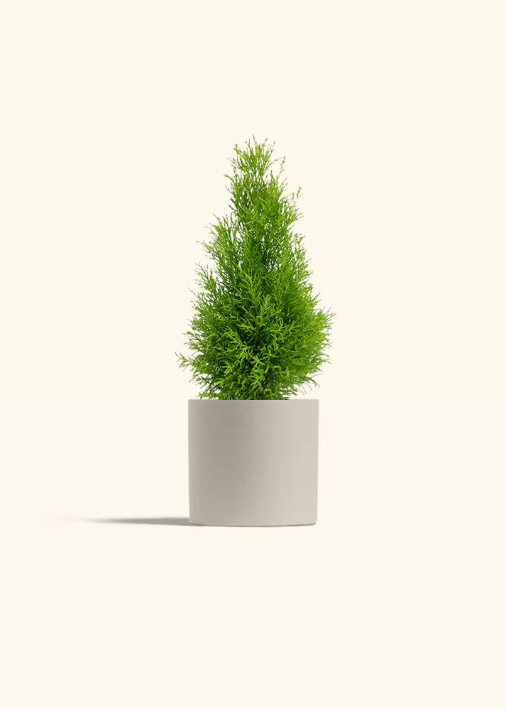 Lemon Cypress - Image 5