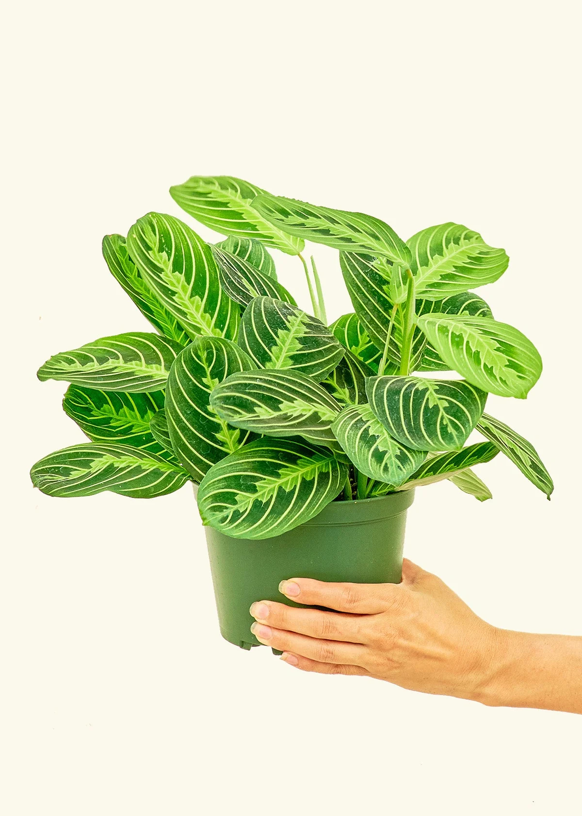 Lemon Lime Prayer Plant - Image 10