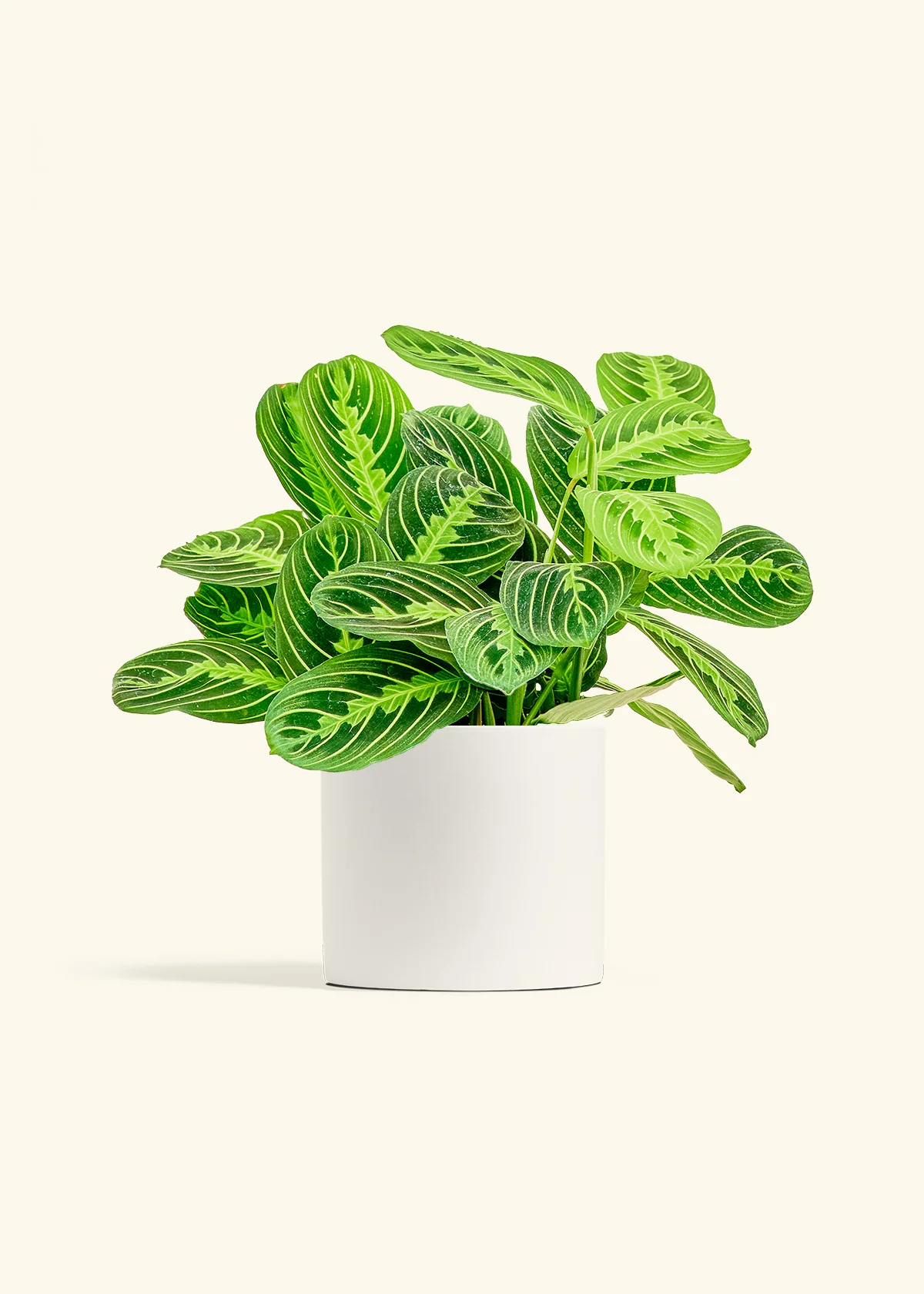 Lemon Lime Prayer Plant - Image 11