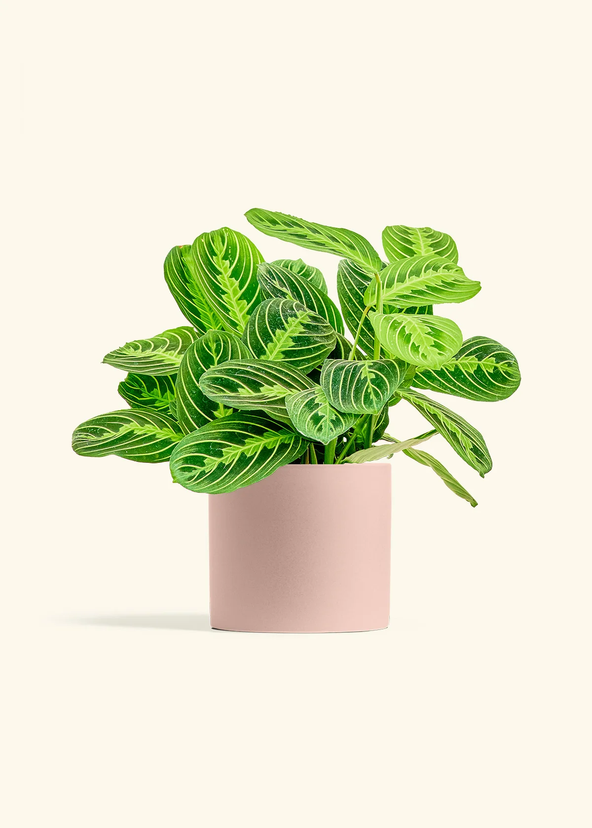 Lemon Lime Prayer Plant - Image 12