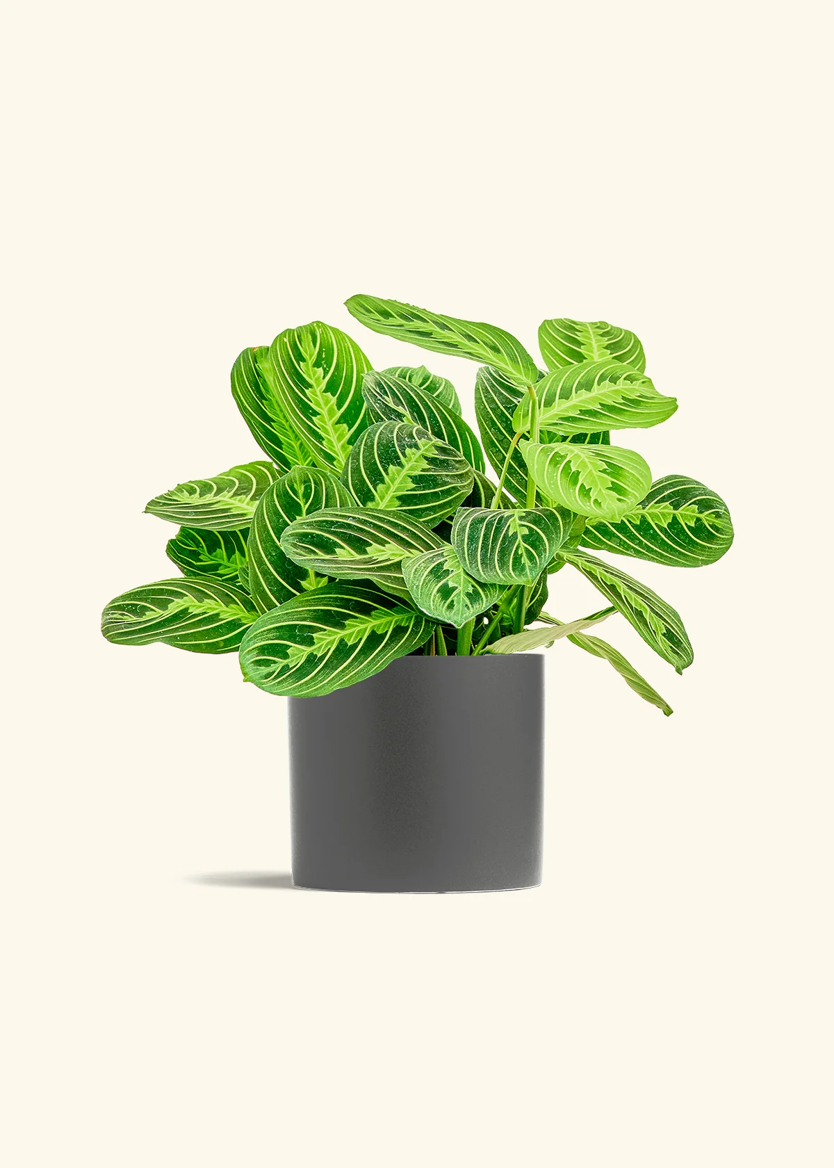 Lemon Lime Prayer Plant - Image 13