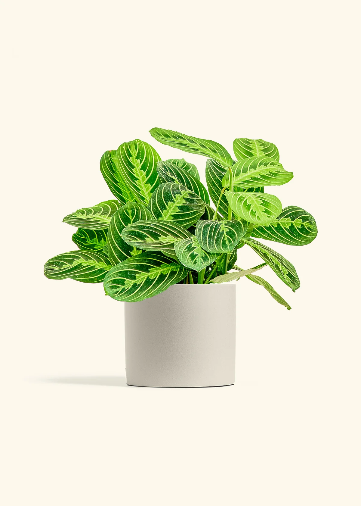 Lemon Lime Prayer Plant - Image 14