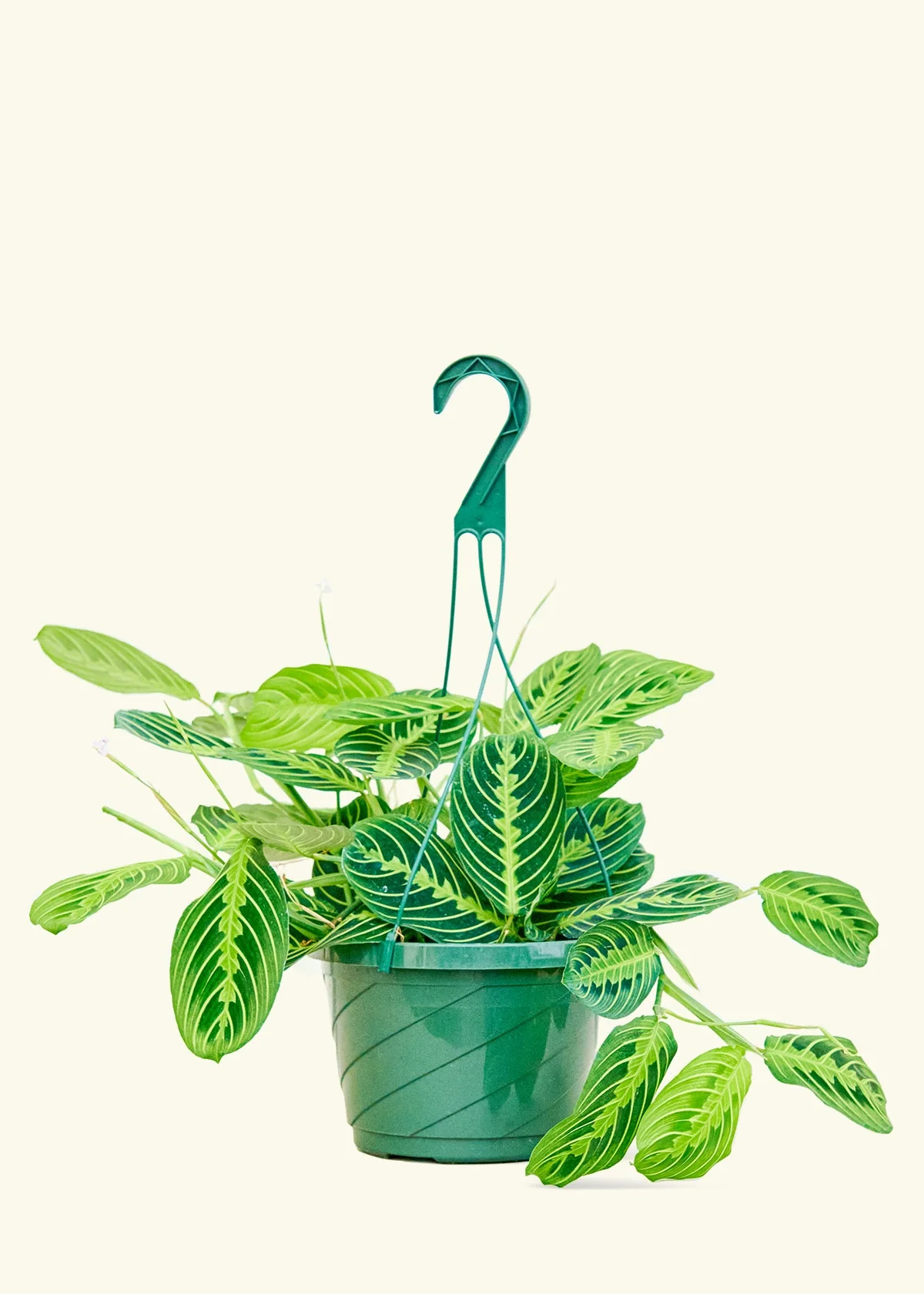 Lemon Lime Prayer Plant - Image 15