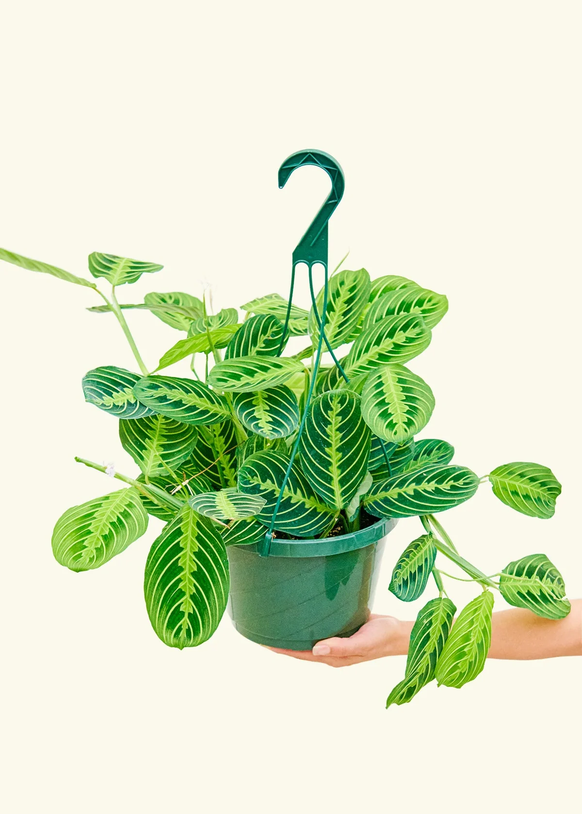Lemon Lime Prayer Plant - Image 16
