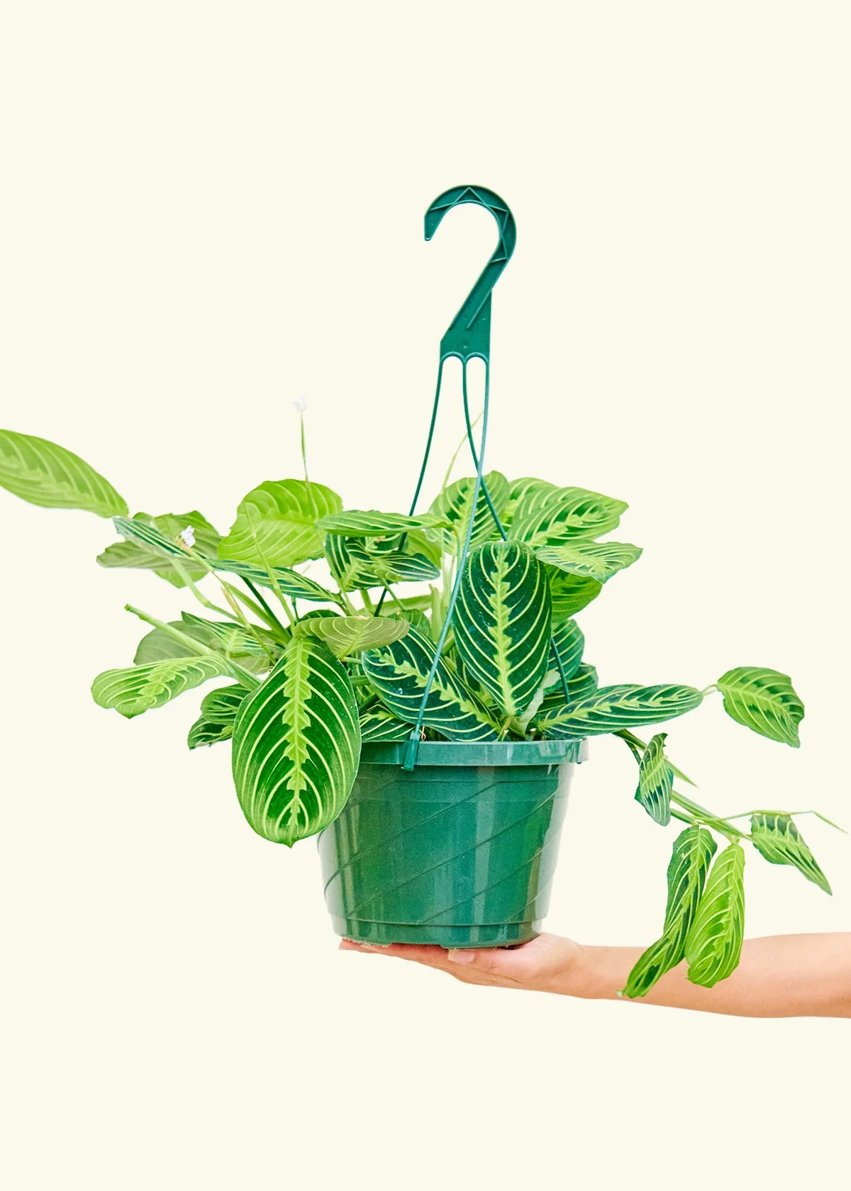 Lemon Lime Prayer Plant - Image 17