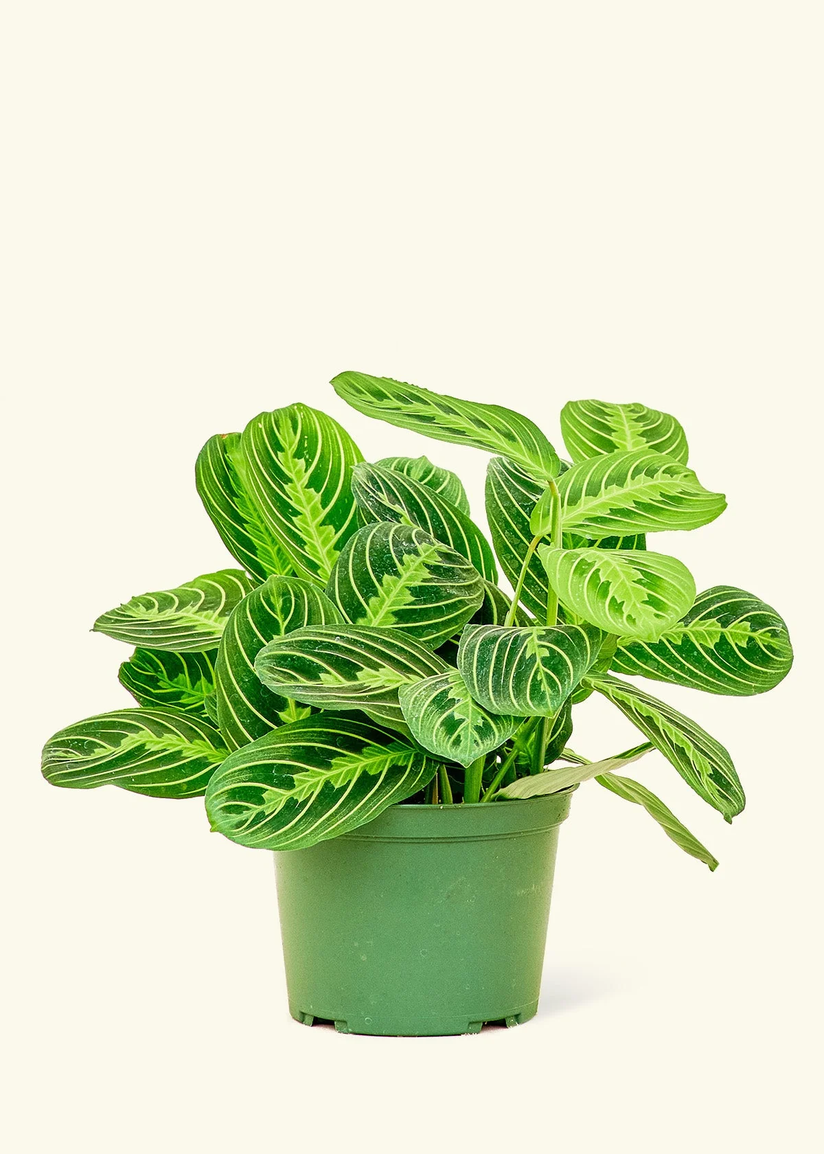 Lemon Lime Prayer Plant - Image 2