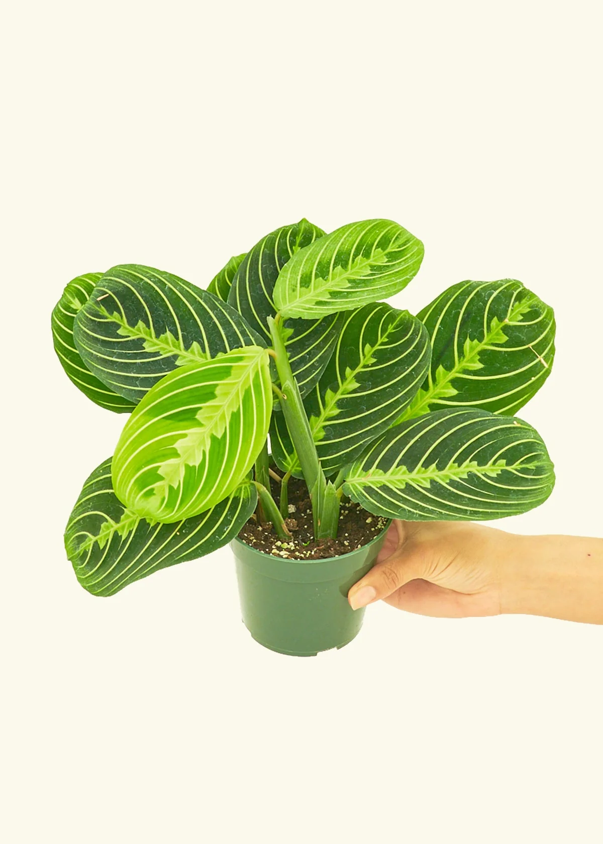 Lemon Lime Prayer Plant - Image 3