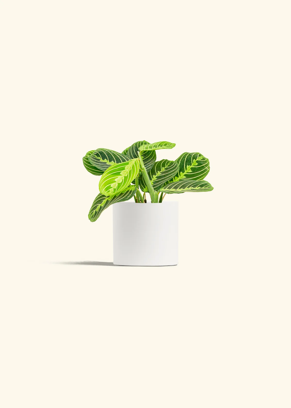Lemon Lime Prayer Plant - Image 4