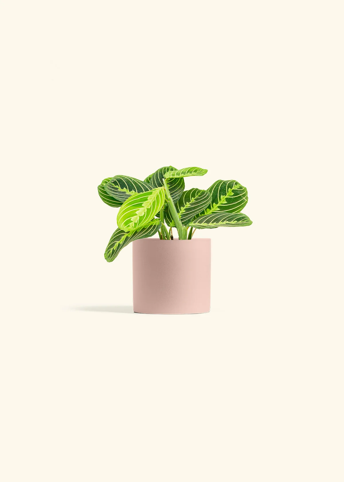 Lemon Lime Prayer Plant - Image 5