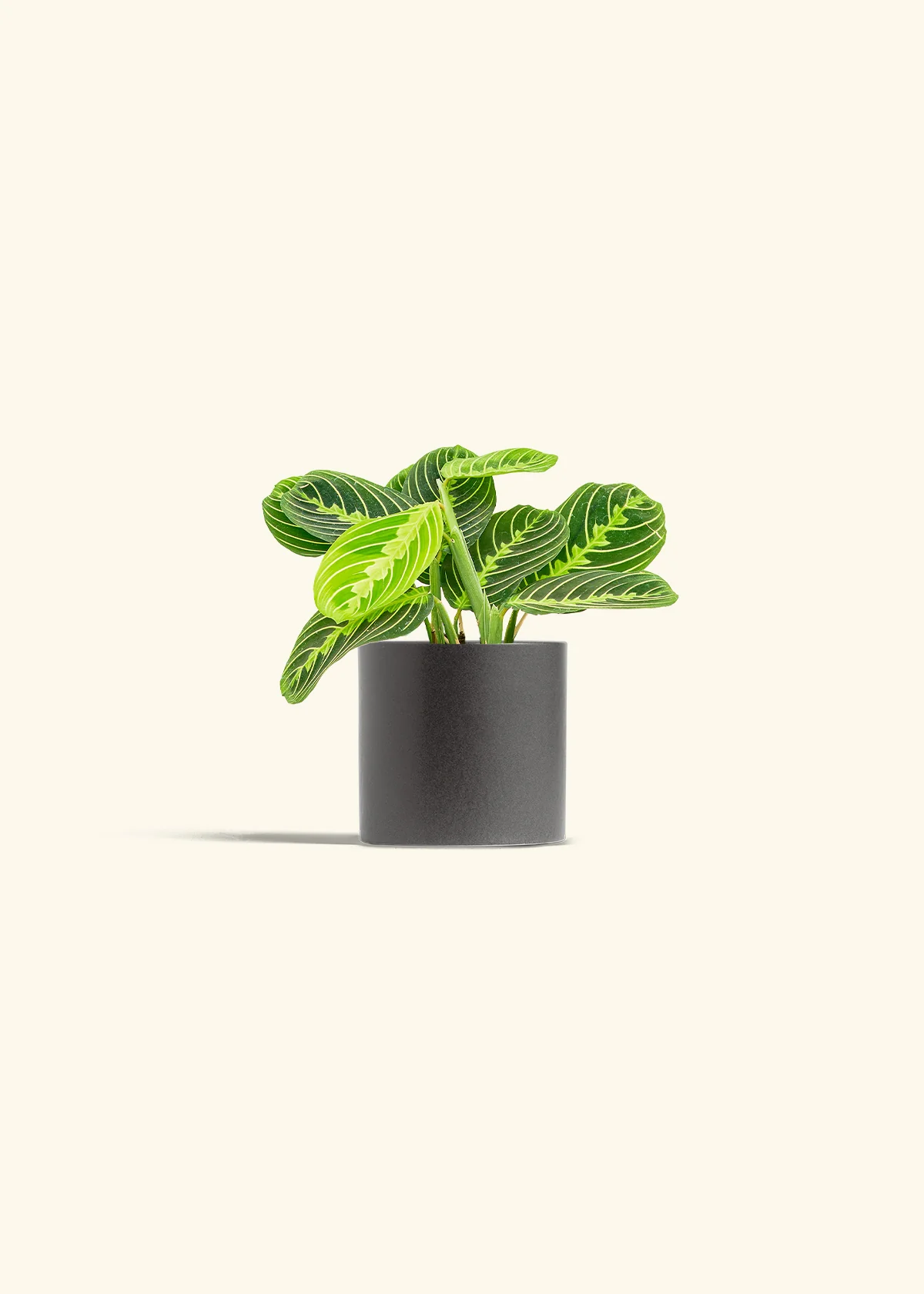 Lemon Lime Prayer Plant - Image 6
