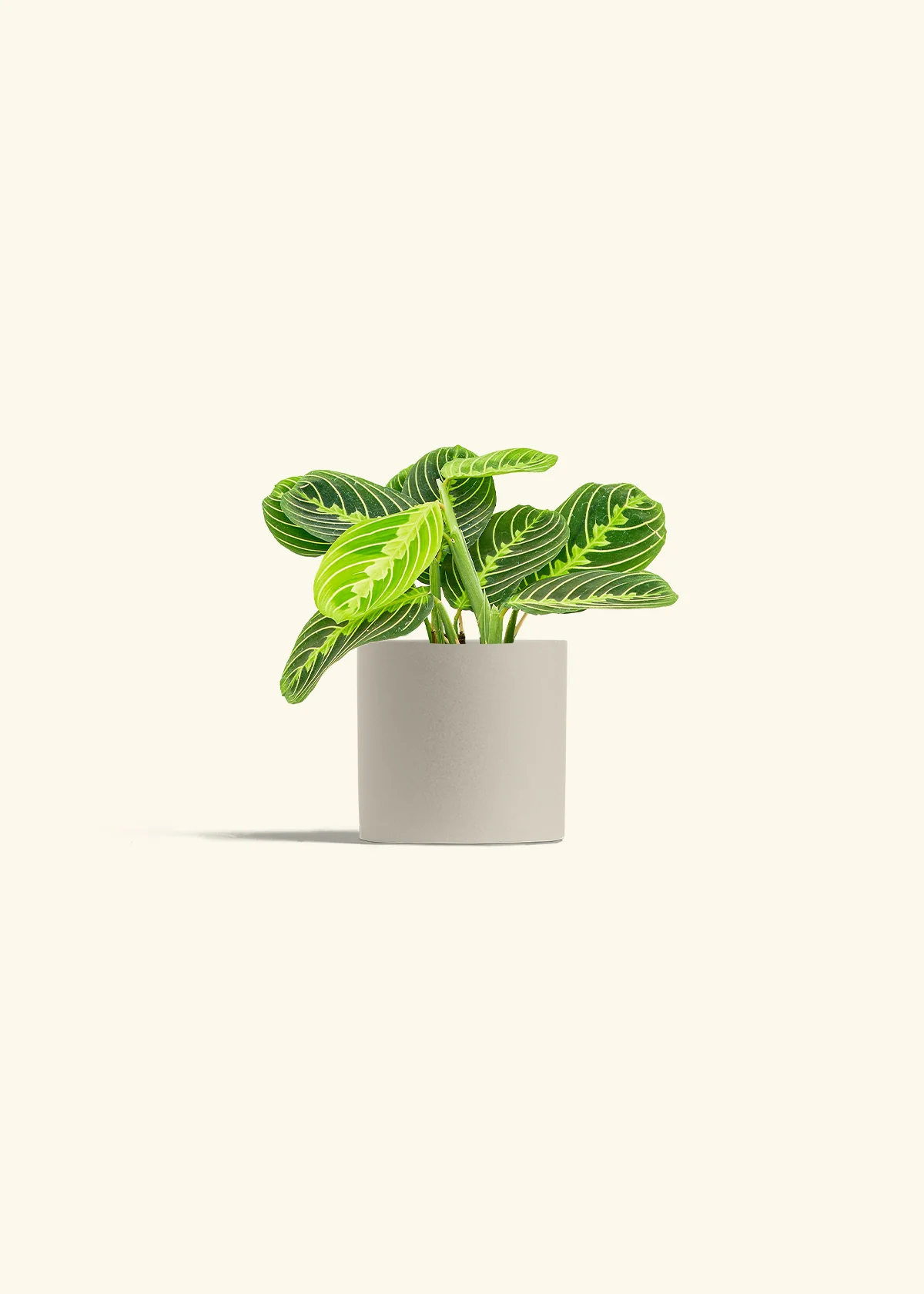 Lemon Lime Prayer Plant - Image 7