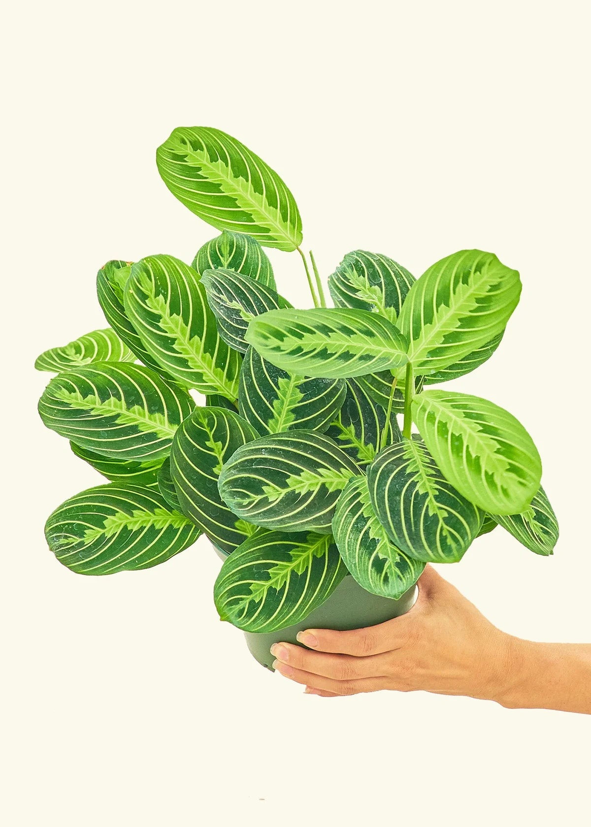 Lemon Lime Prayer Plant - Image 9