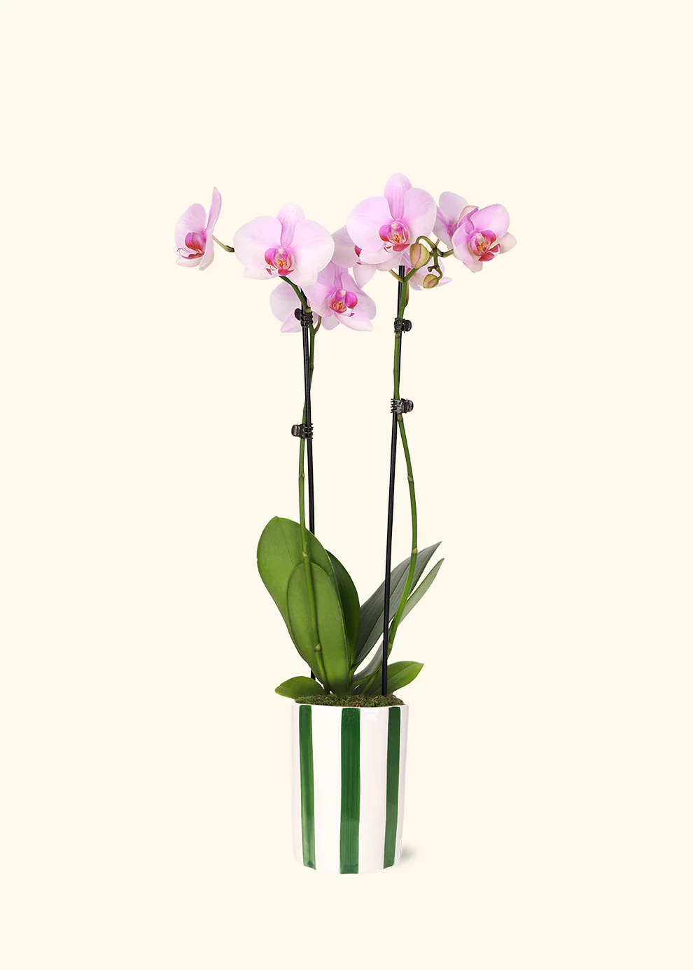 Light Pink Orchid - Image 3