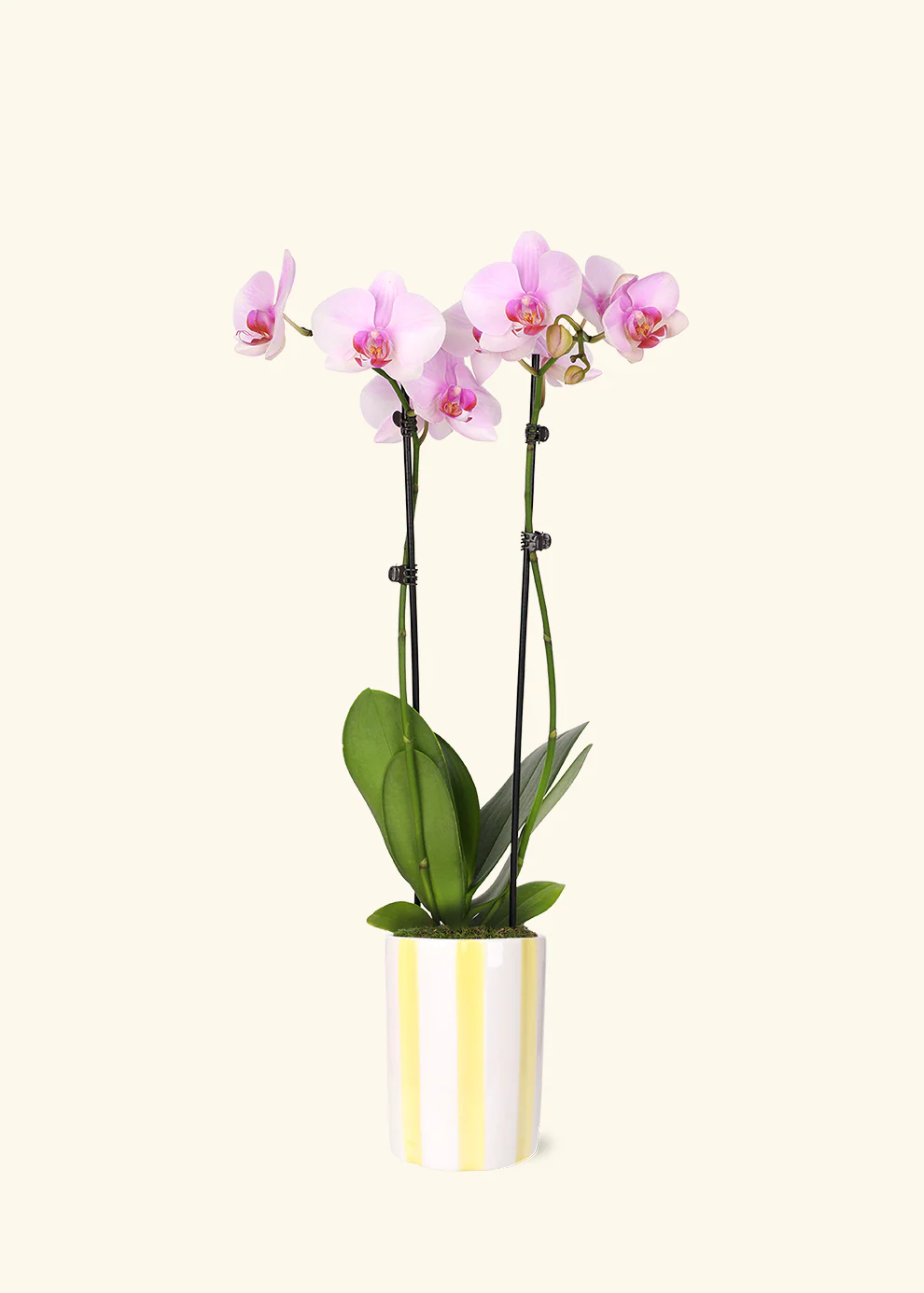 Light Pink Orchid - Image 5