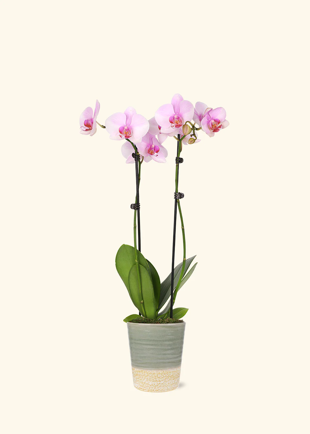 Light Pink Orchid - Image 6