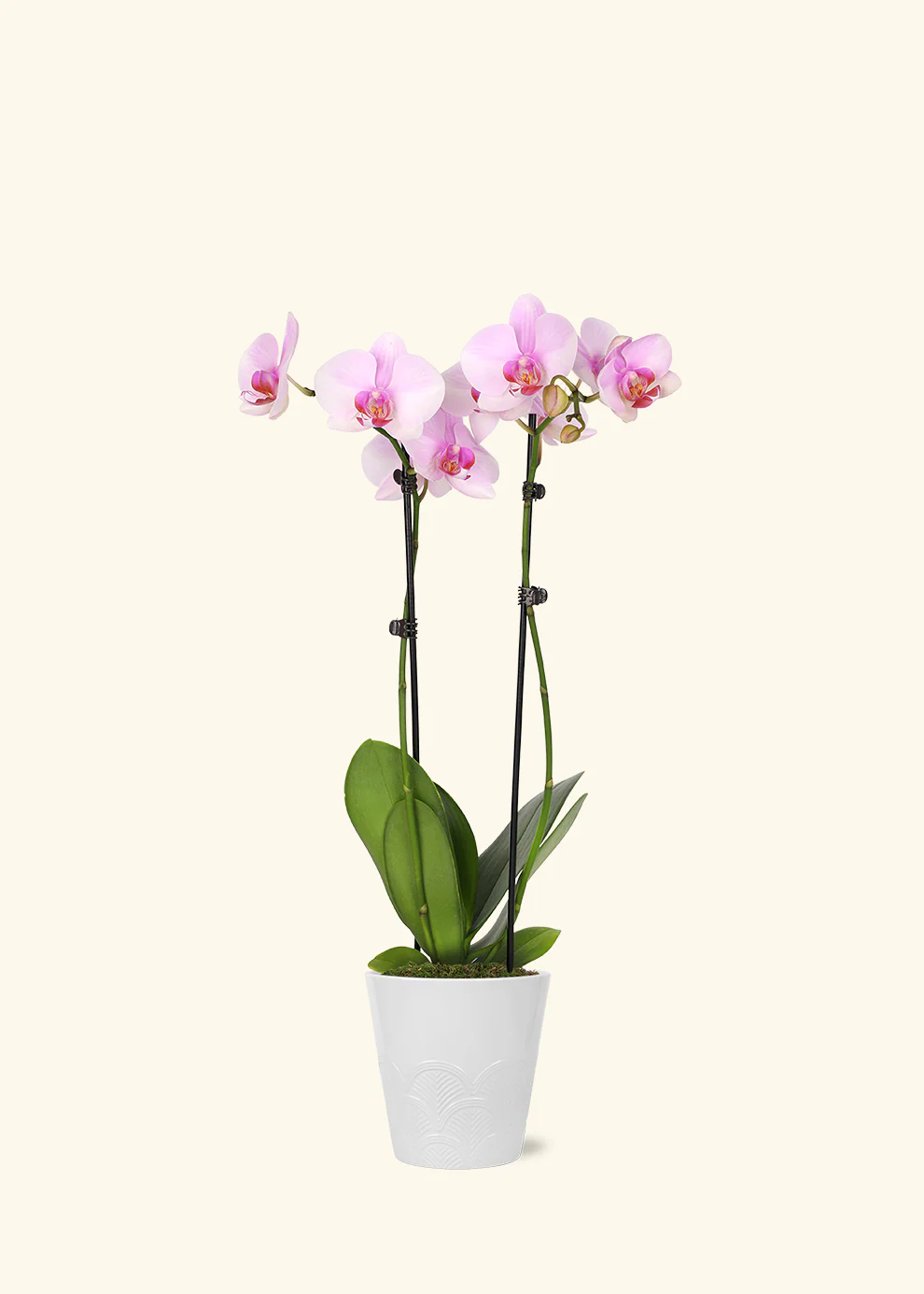 Light Pink Orchid - Image 7