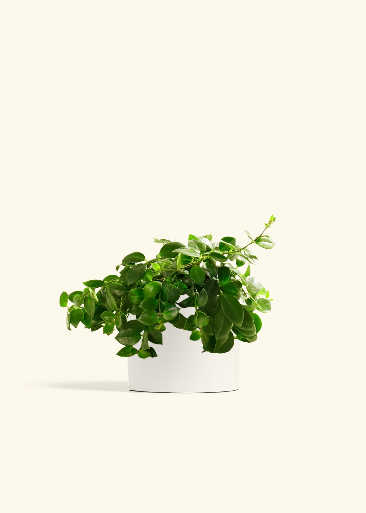 Lipstick Plant - Image 2